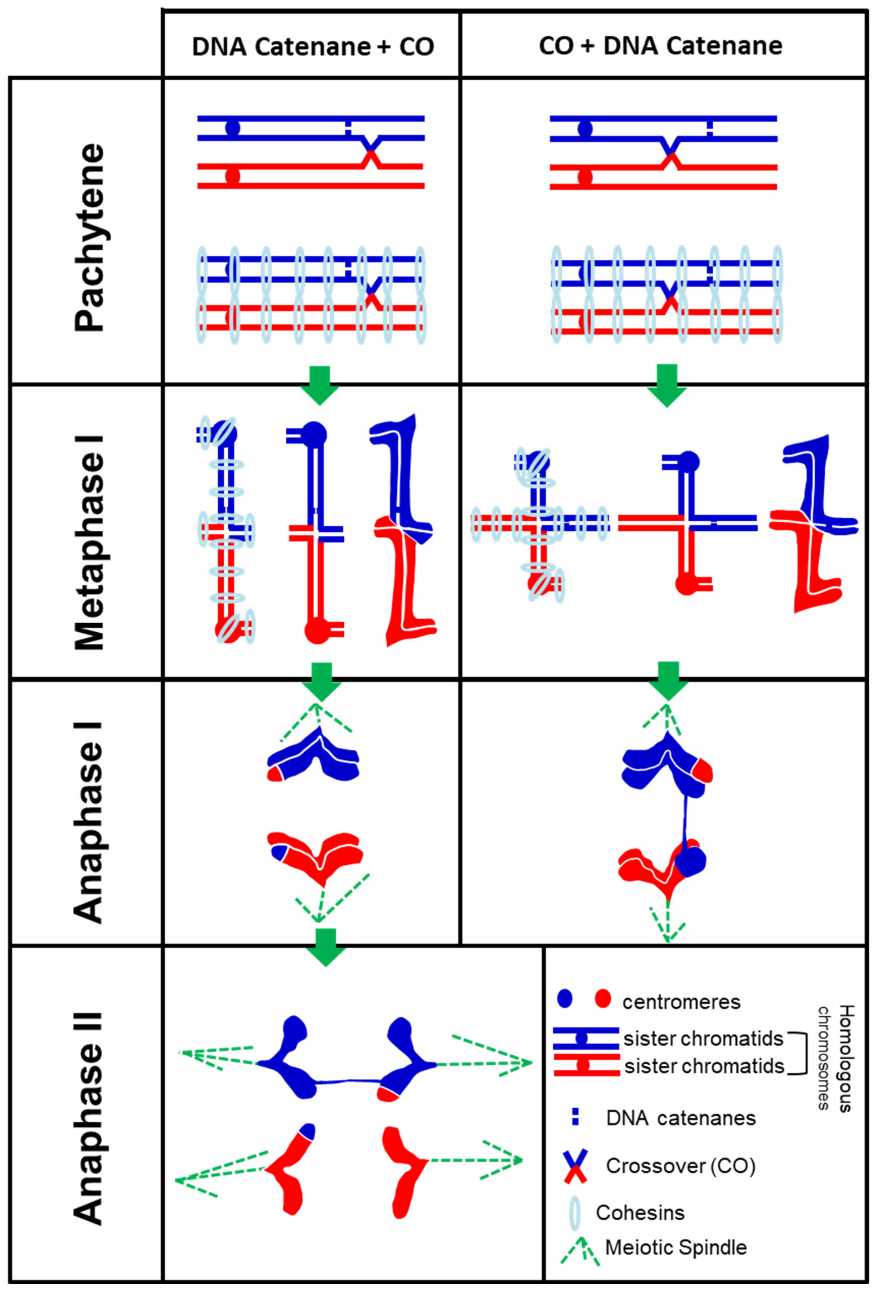 Plants 10 02568 g004 Plants 10 02568 g004