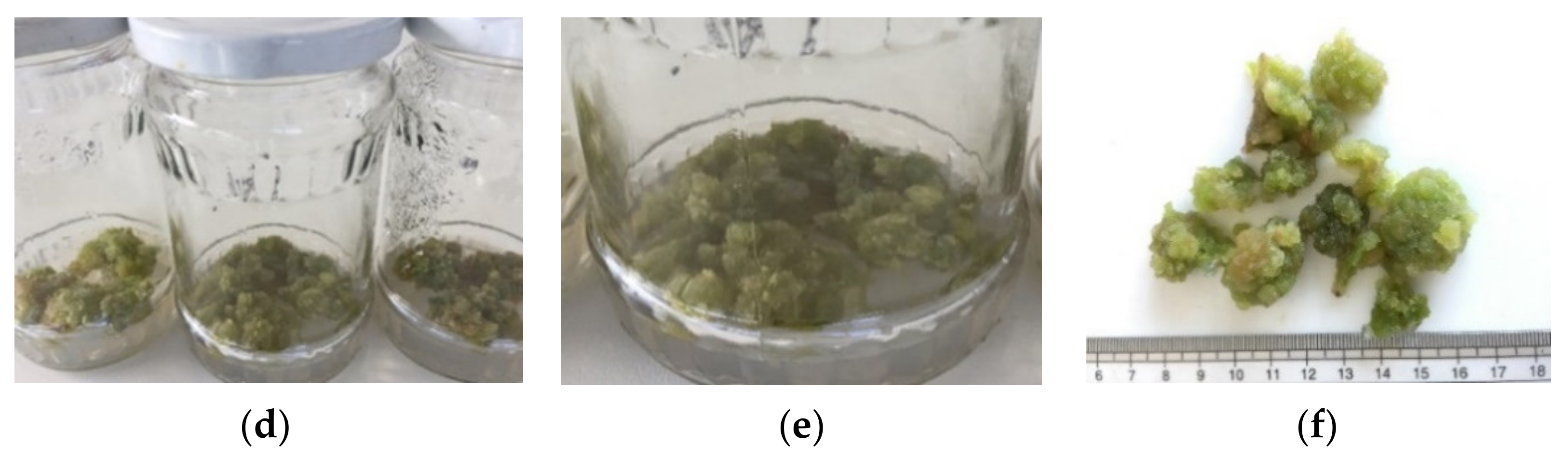 Plants 10 02571 g002b Plants 10 02571 g002b