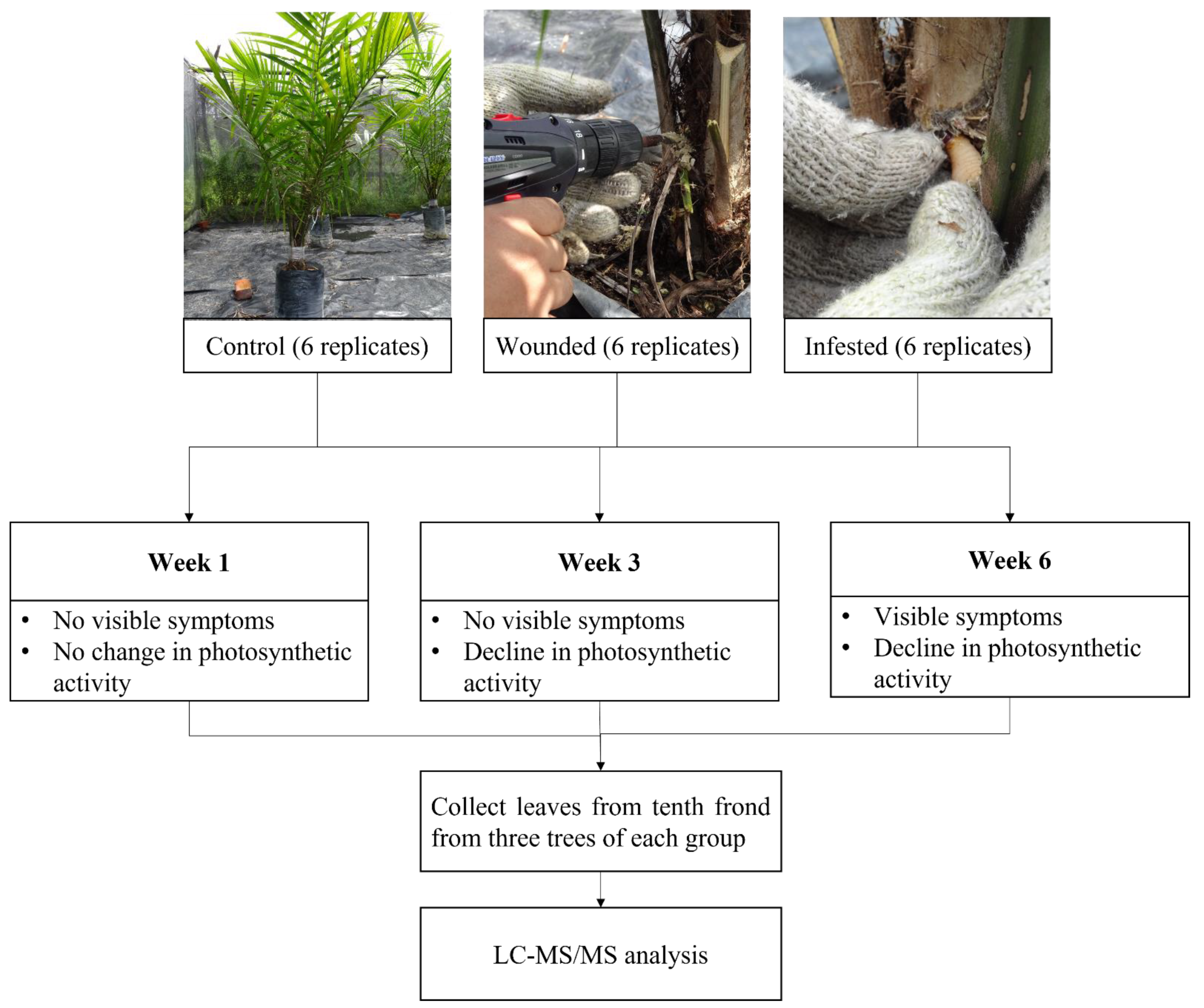 Plants 10 02574 g007 Plants 10 02574 g007