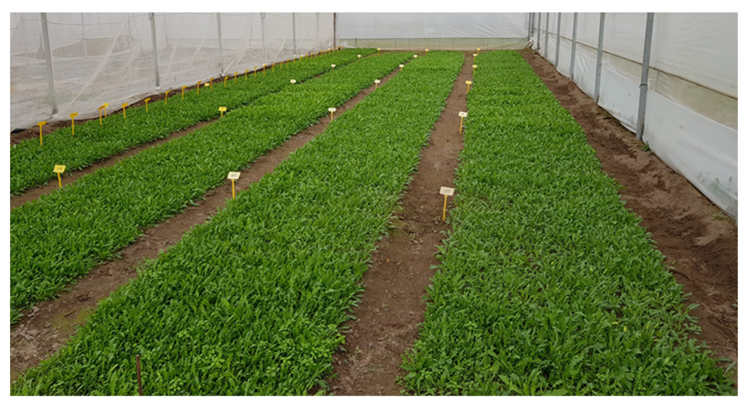 Plants 10 02575 g003 550