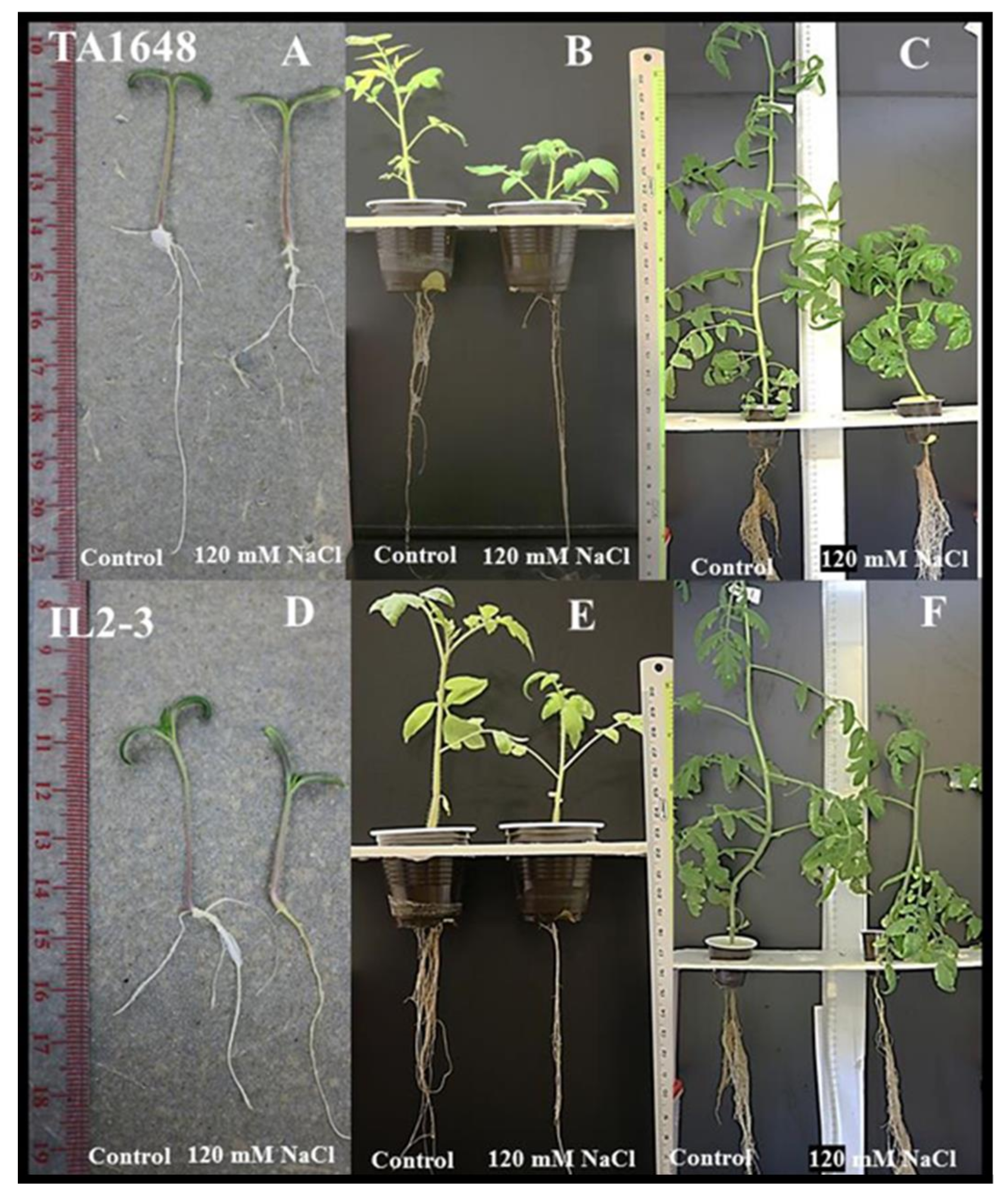 Plants 10 02594 g002 550