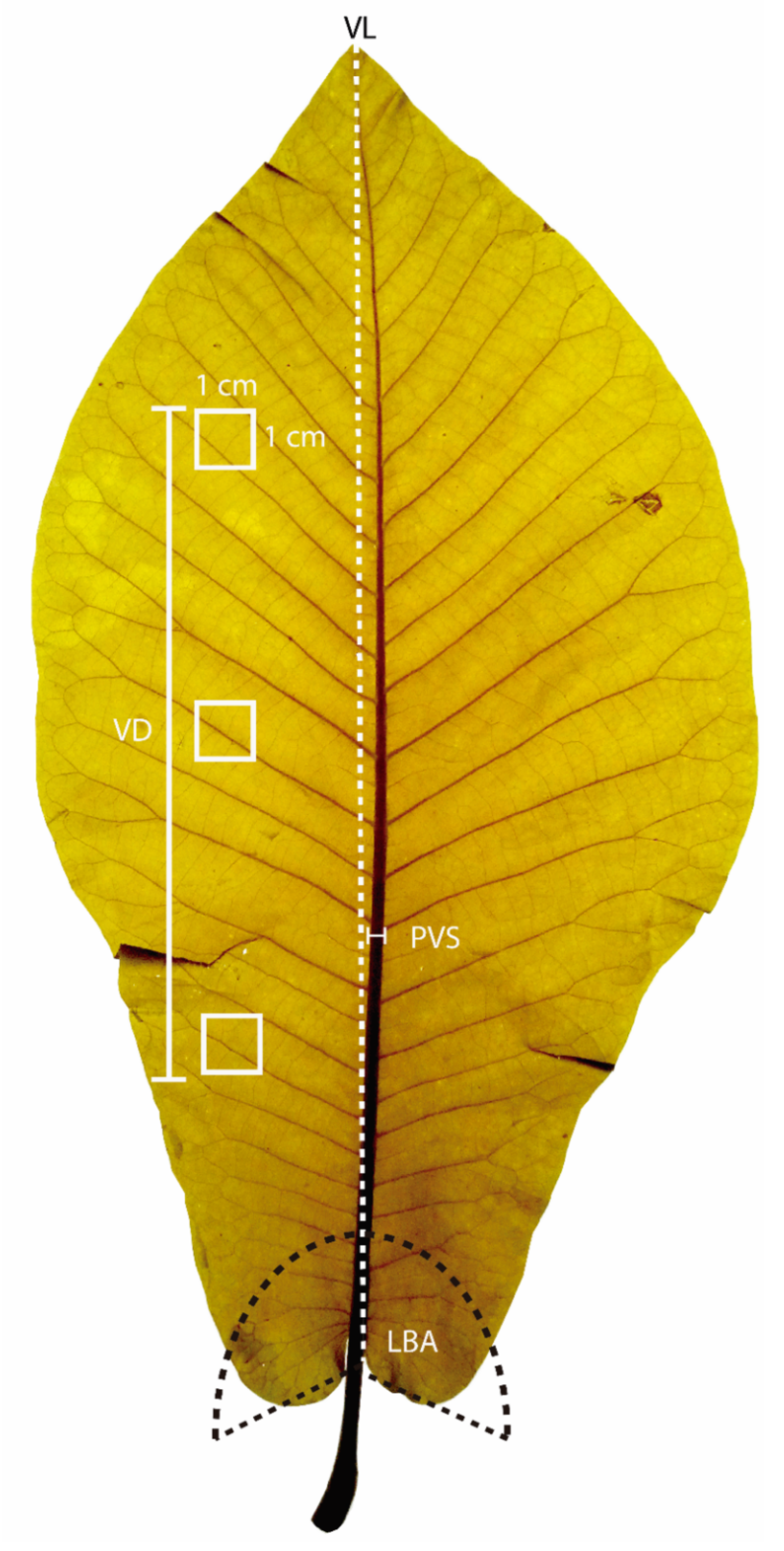 Plants 10 02595 g002