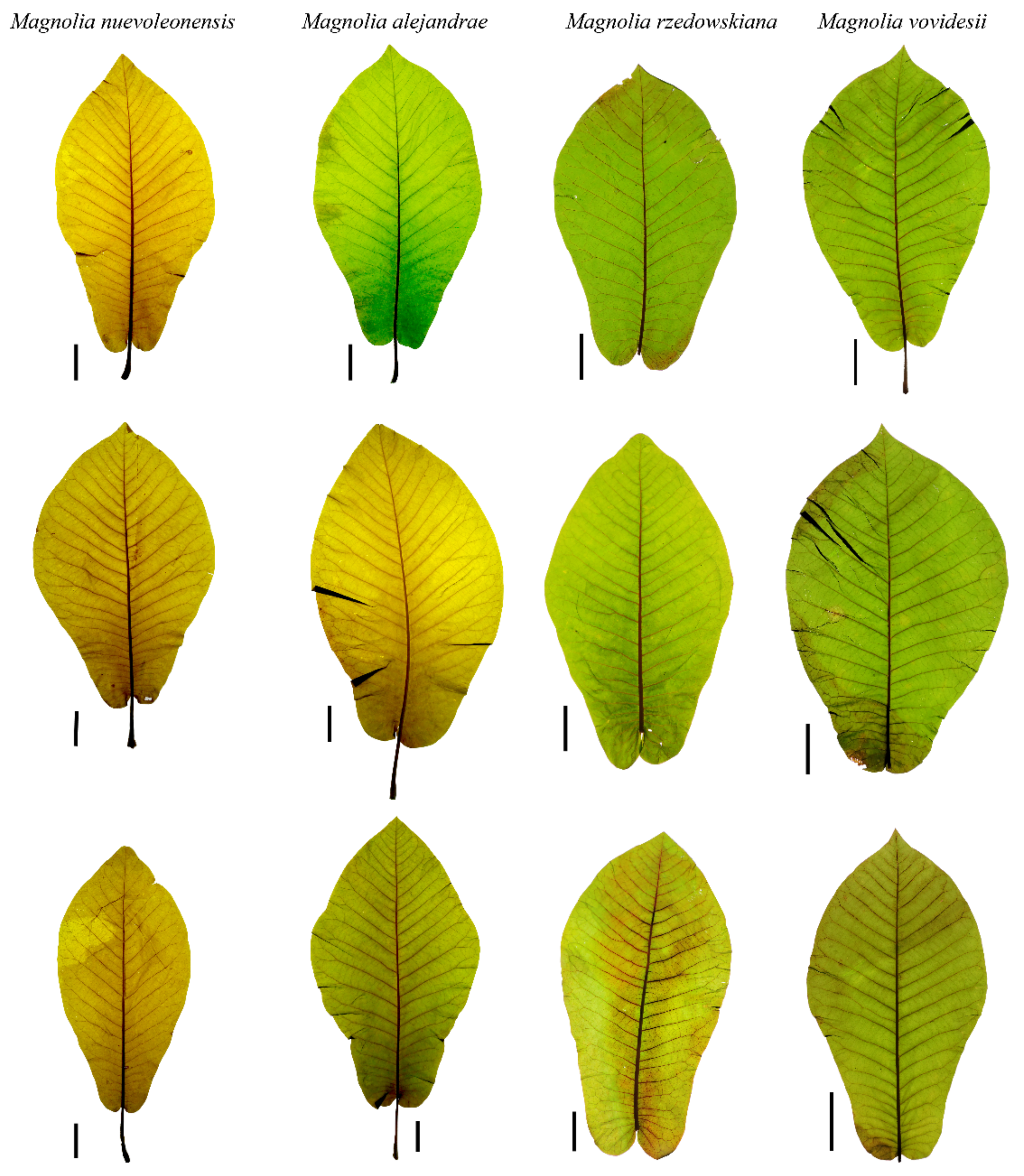 Plants 10 02595 g003