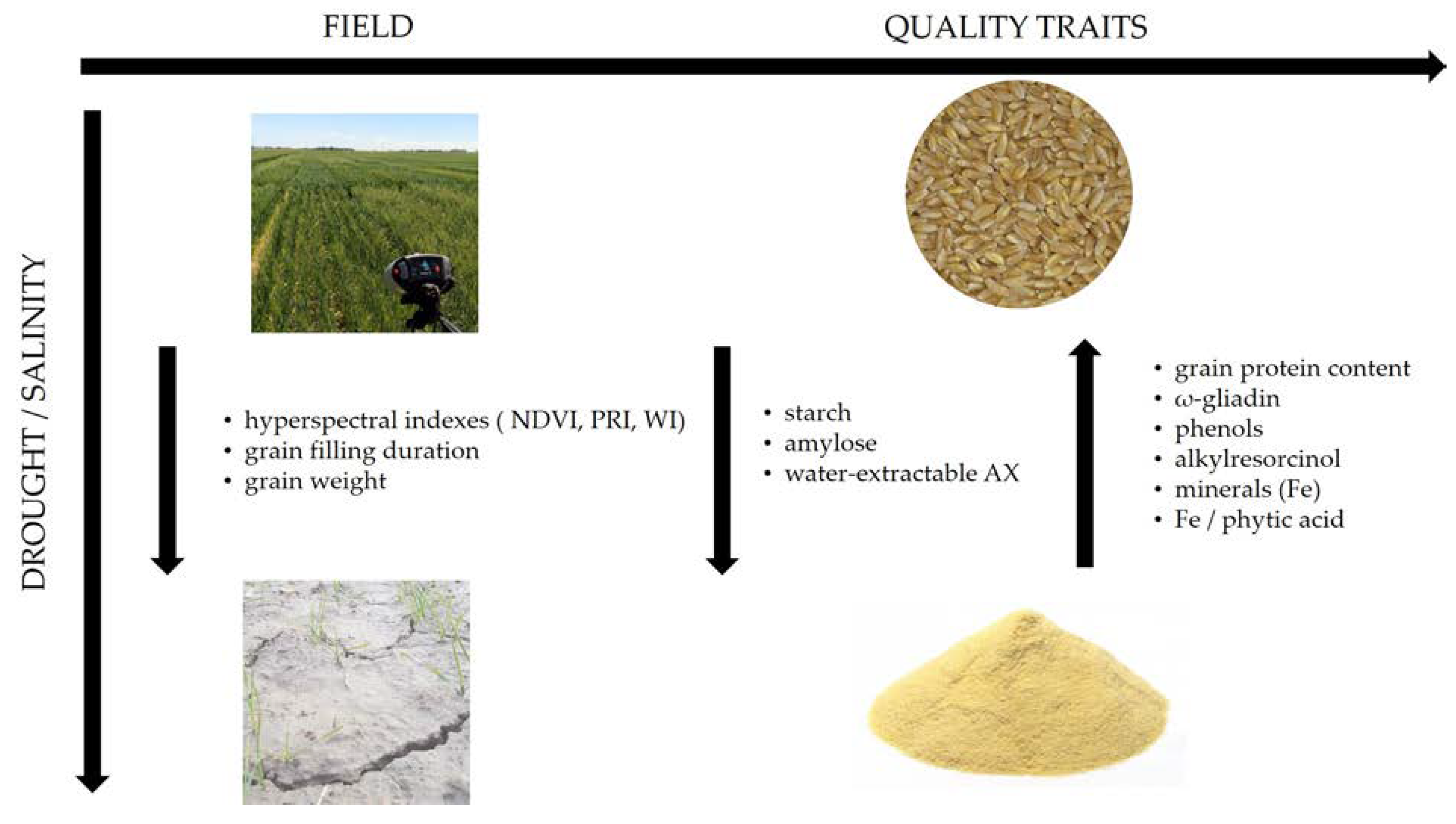 Plants 10 02599 g001