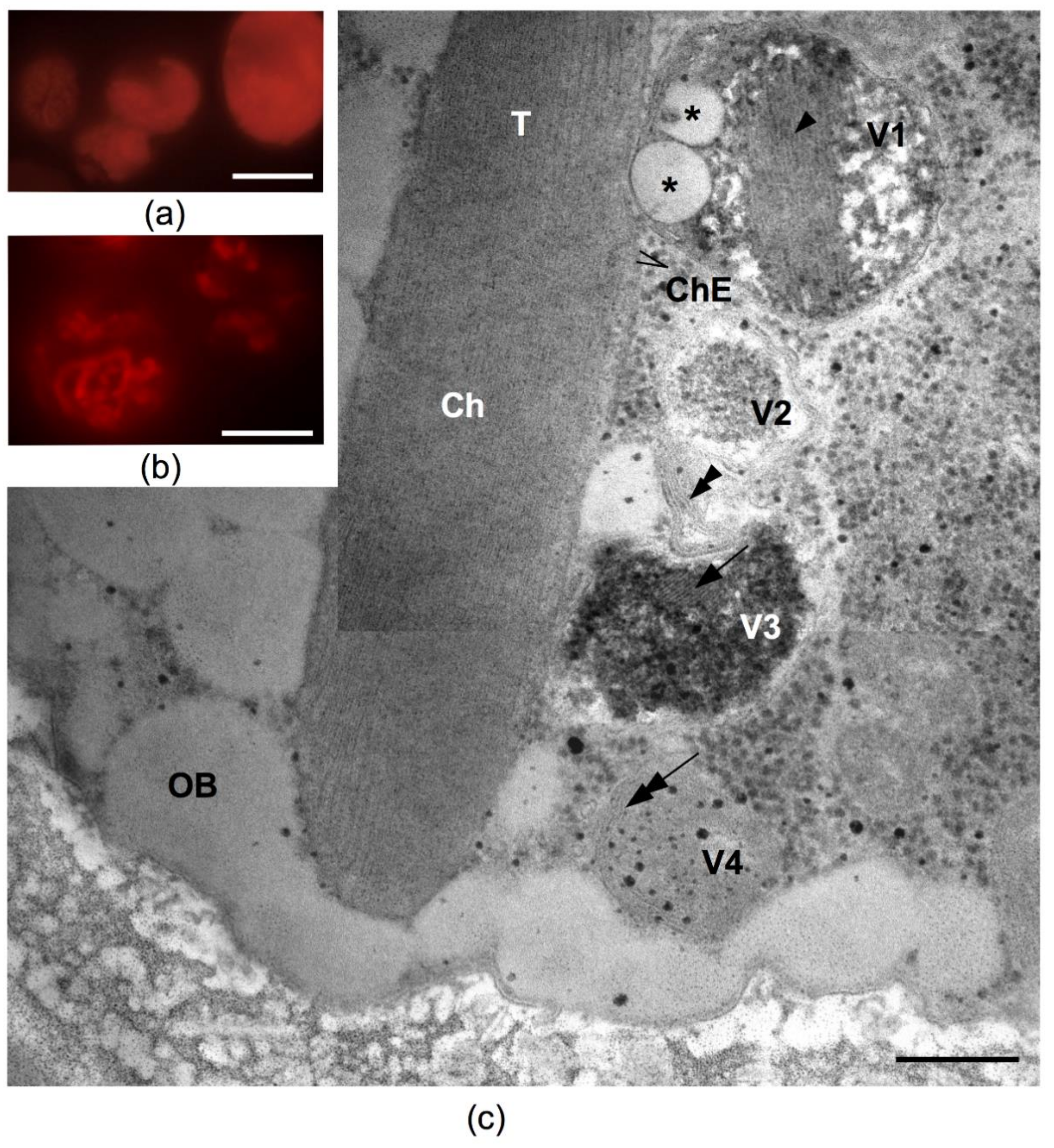 Plants 10 02601 g007