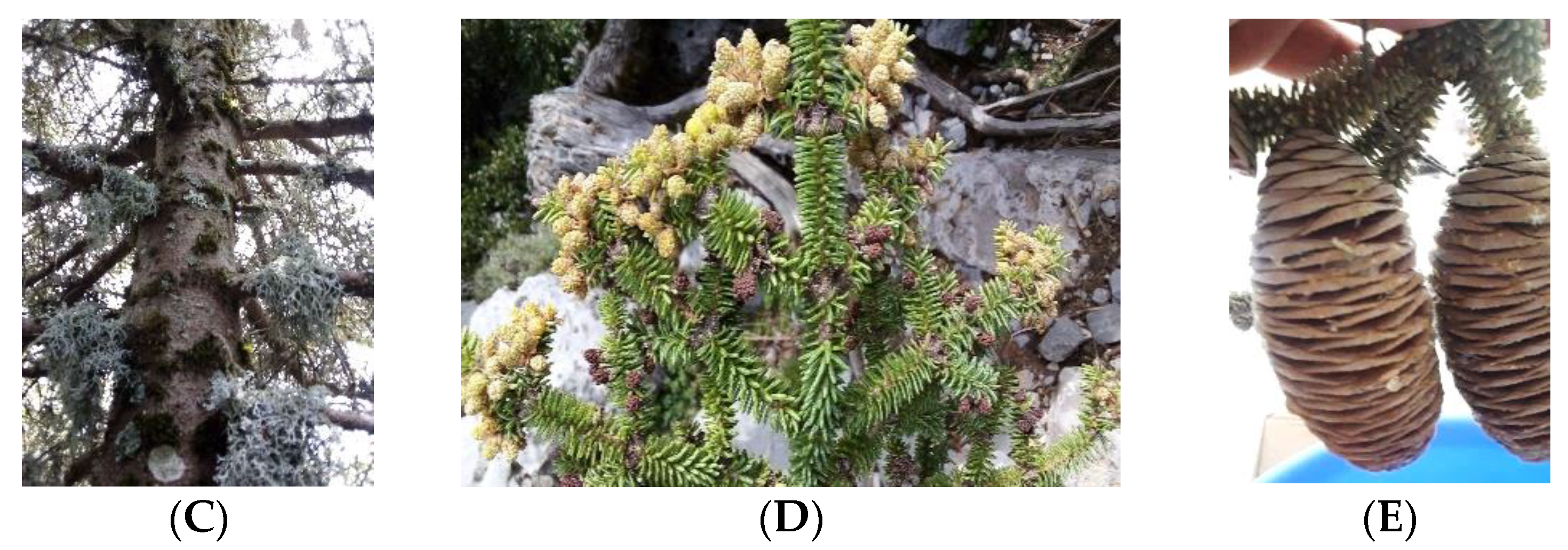 Plants 10 02606 g006b 550