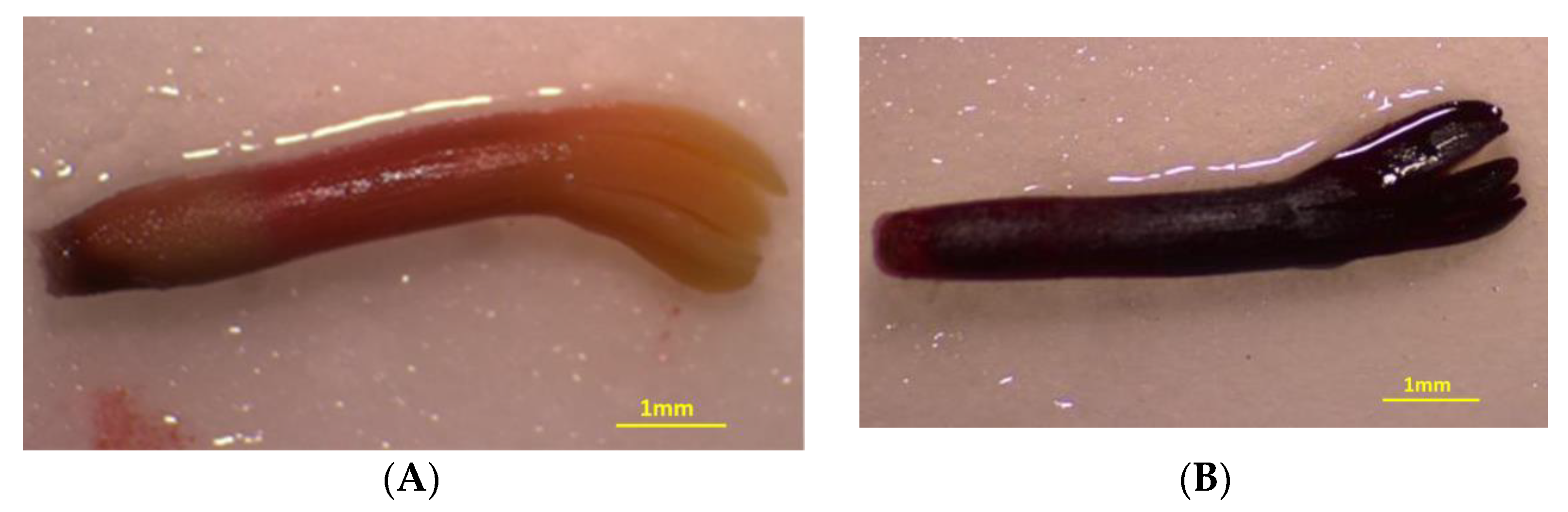 Plants 10 02606 g008 550