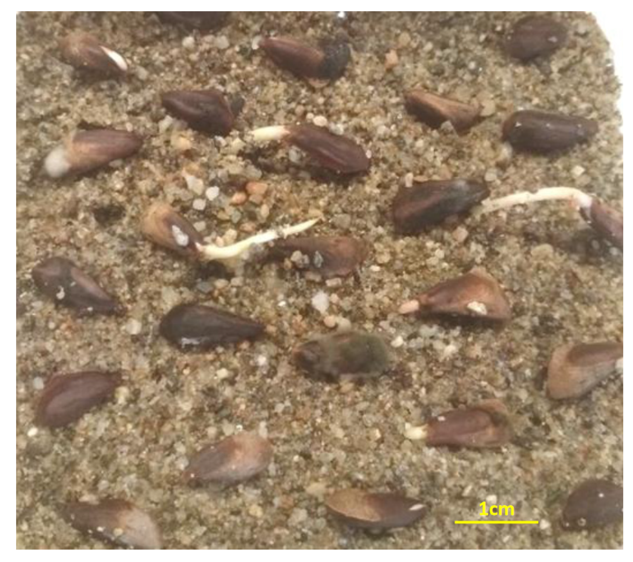 Plants 10 02606 g009 550