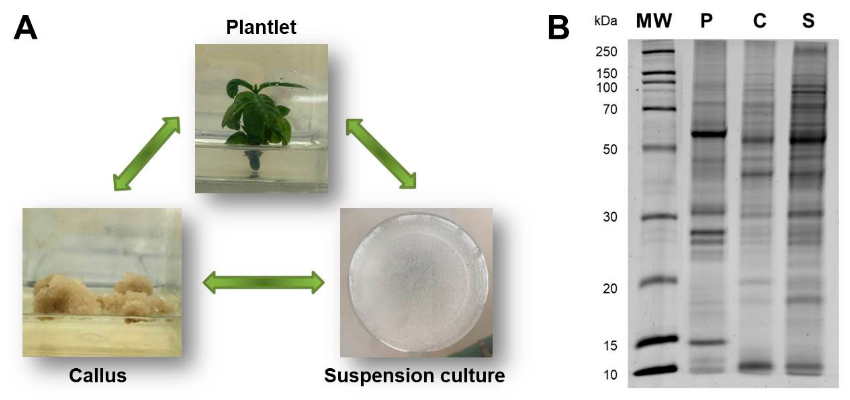 Plants 10 02607 g001 Plants 10 02607 g001