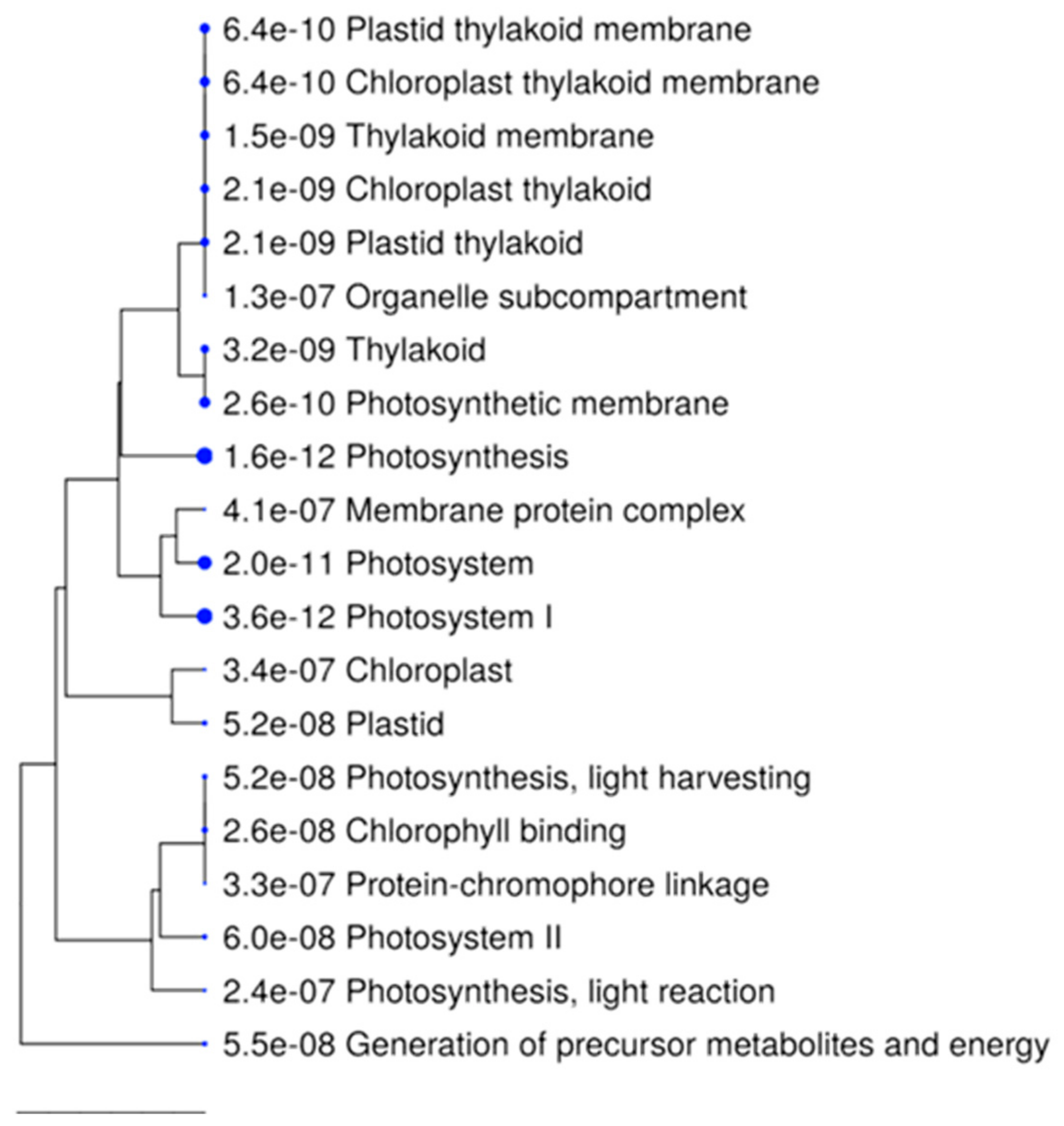 Plants 10 02607 g007 Plants 10 02607 g007
