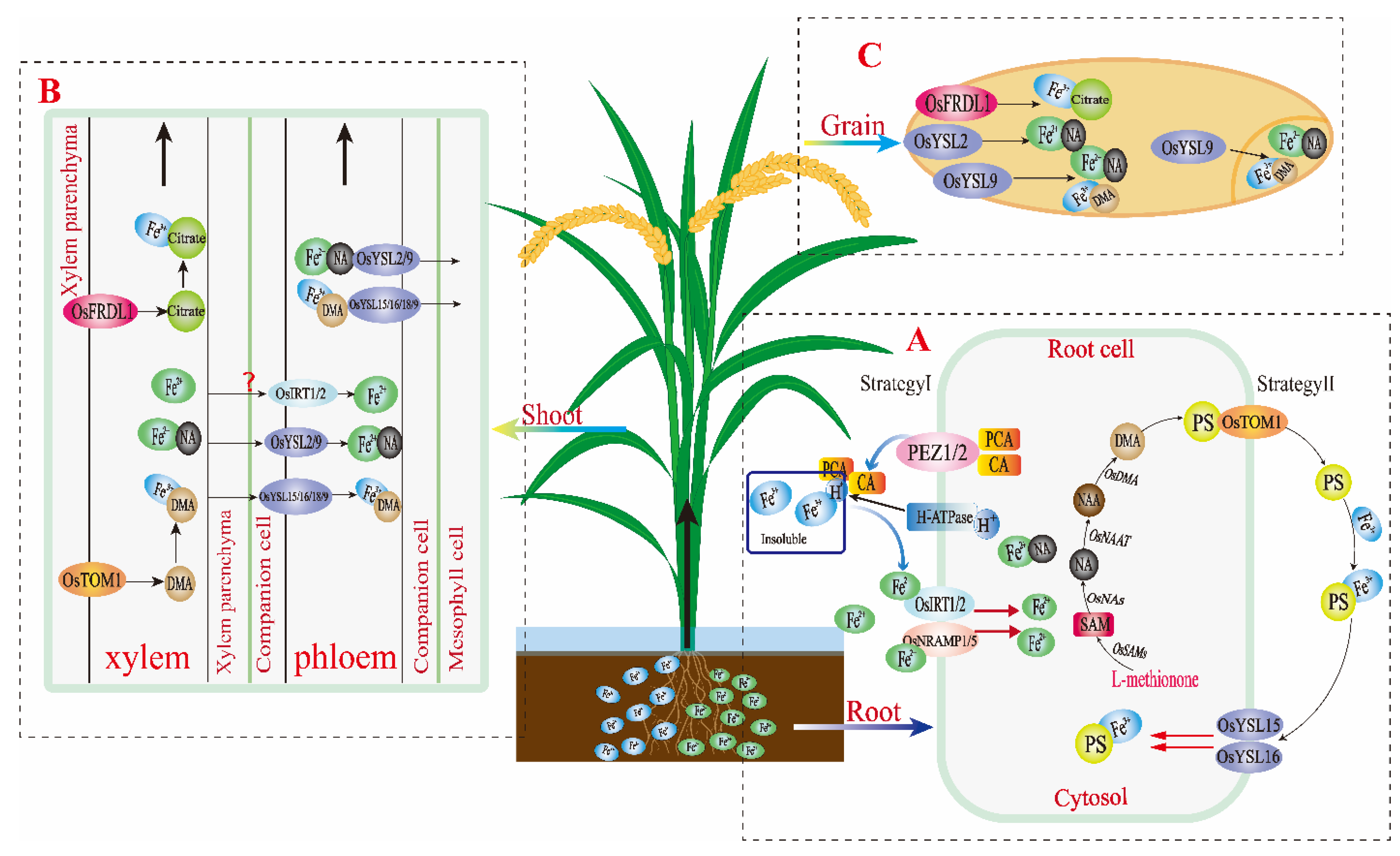 Plants 10 02610 g001