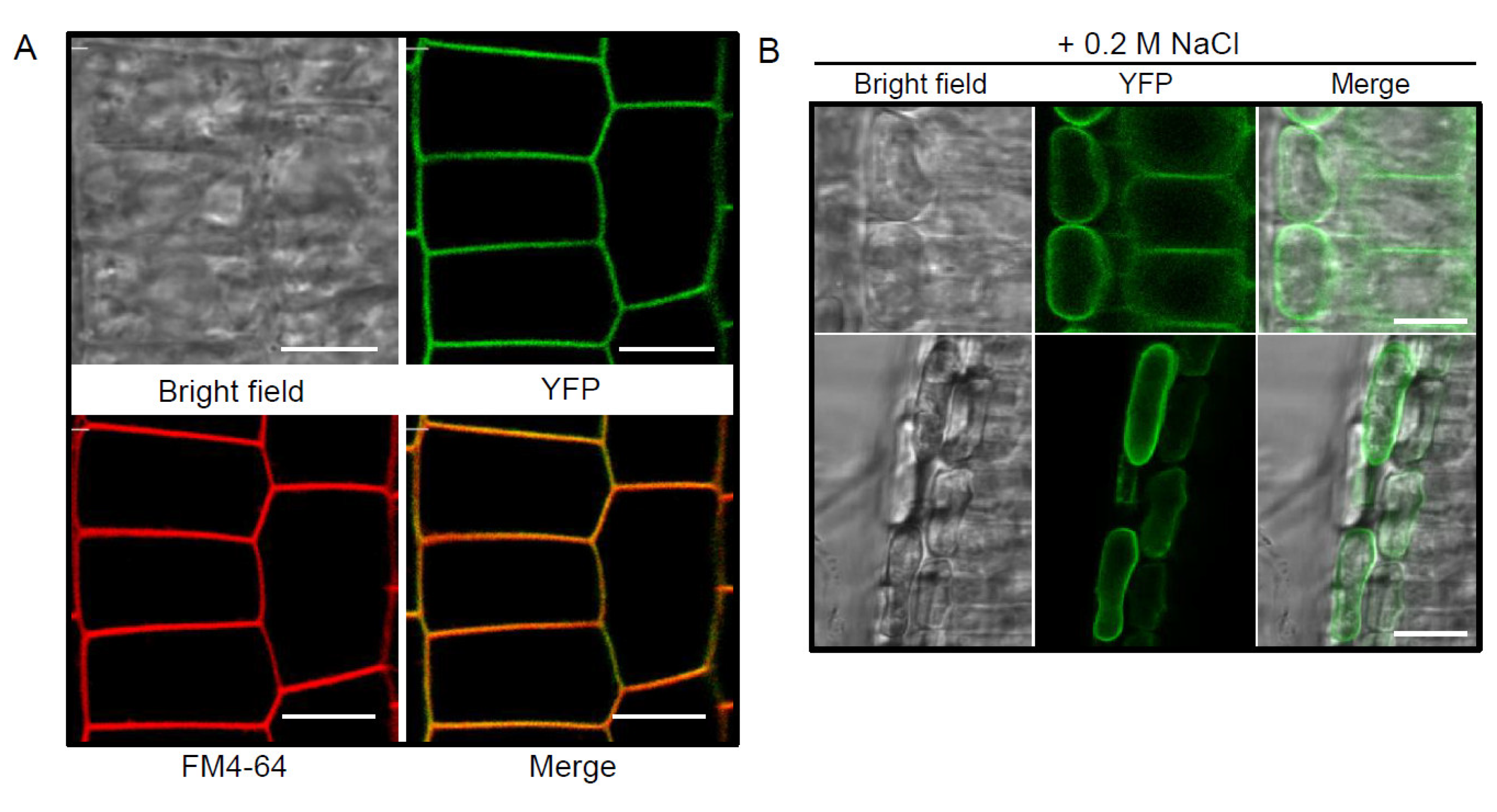 Plants 10 02615 g002 Plants 10 02615 g002