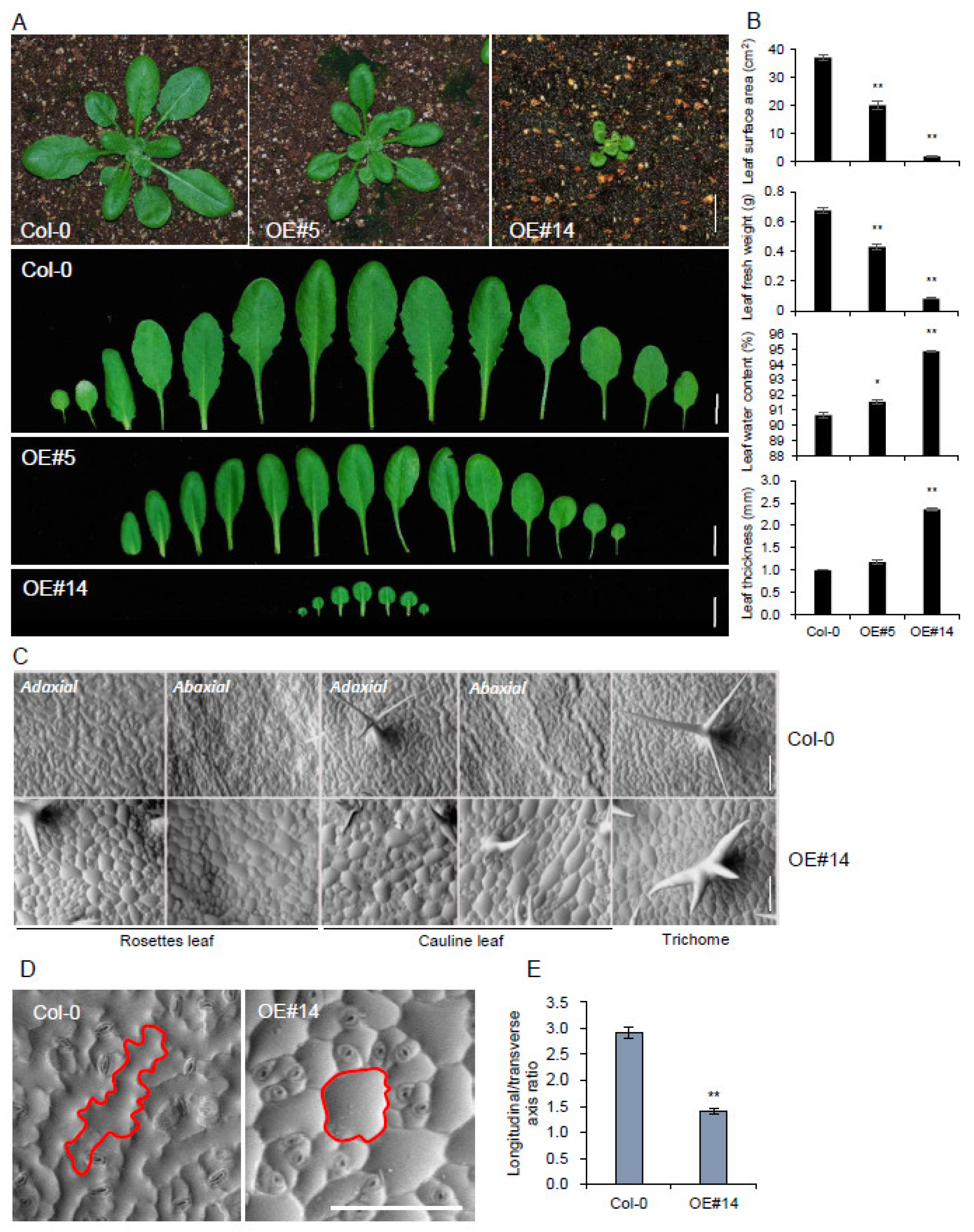 Plants 10 02615 g003 Plants 10 02615 g003
