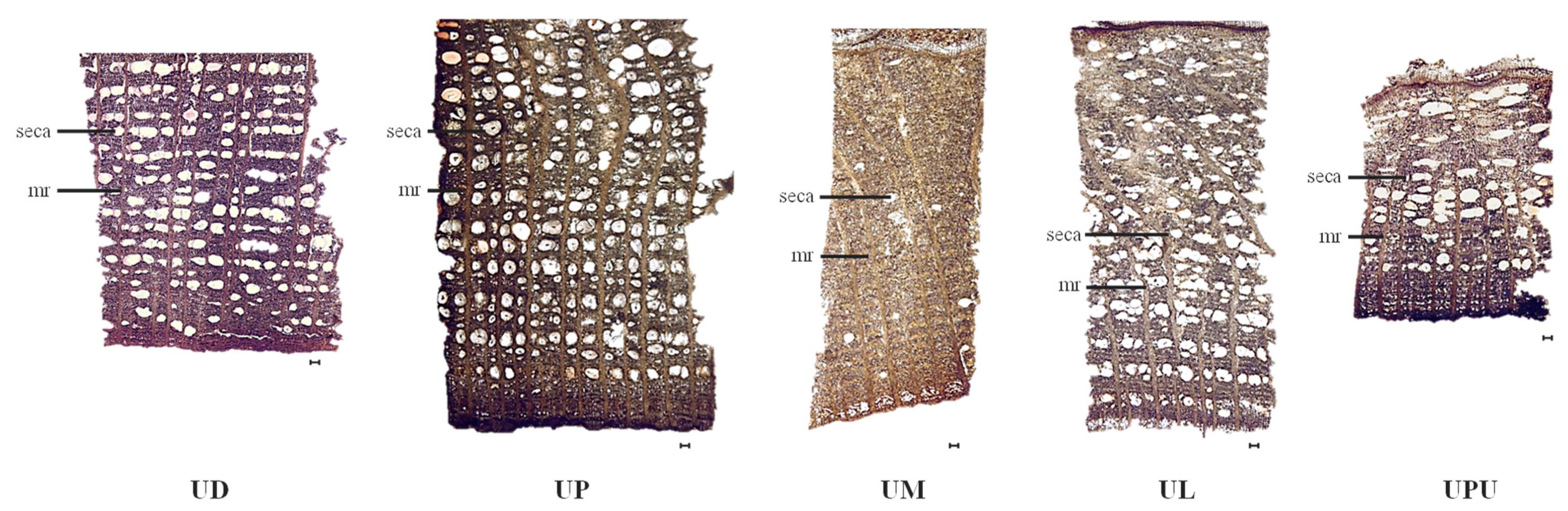 Plants 10 02617 g004