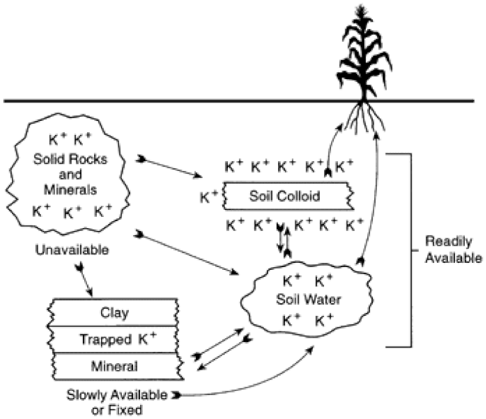 Plants 10 02624 g003