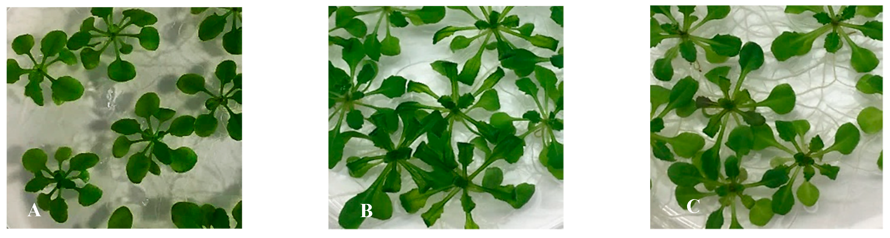 Plants 10 02625 g002 Plants 10 02625 g002