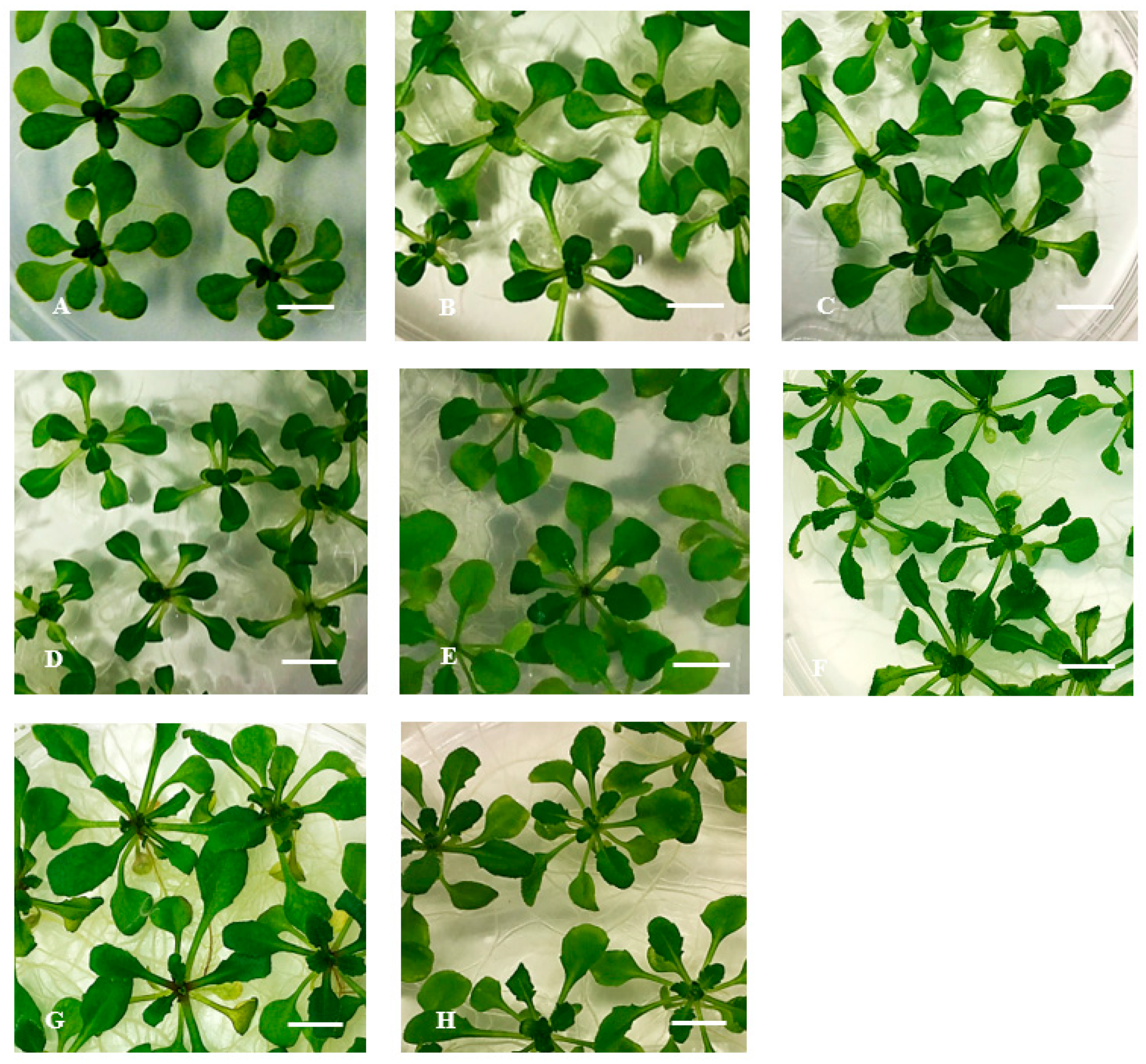 Plants 10 02625 g004 Plants 10 02625 g004