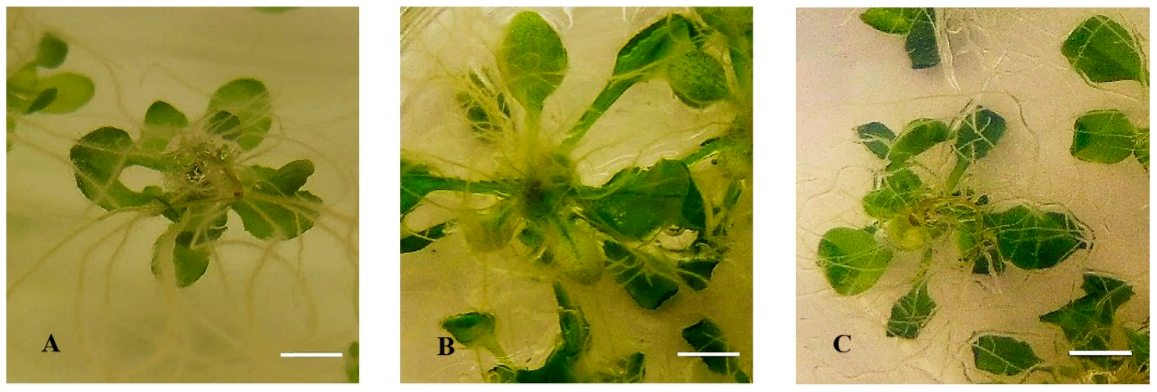 Plants 10 02625 g006 Plants 10 02625 g006