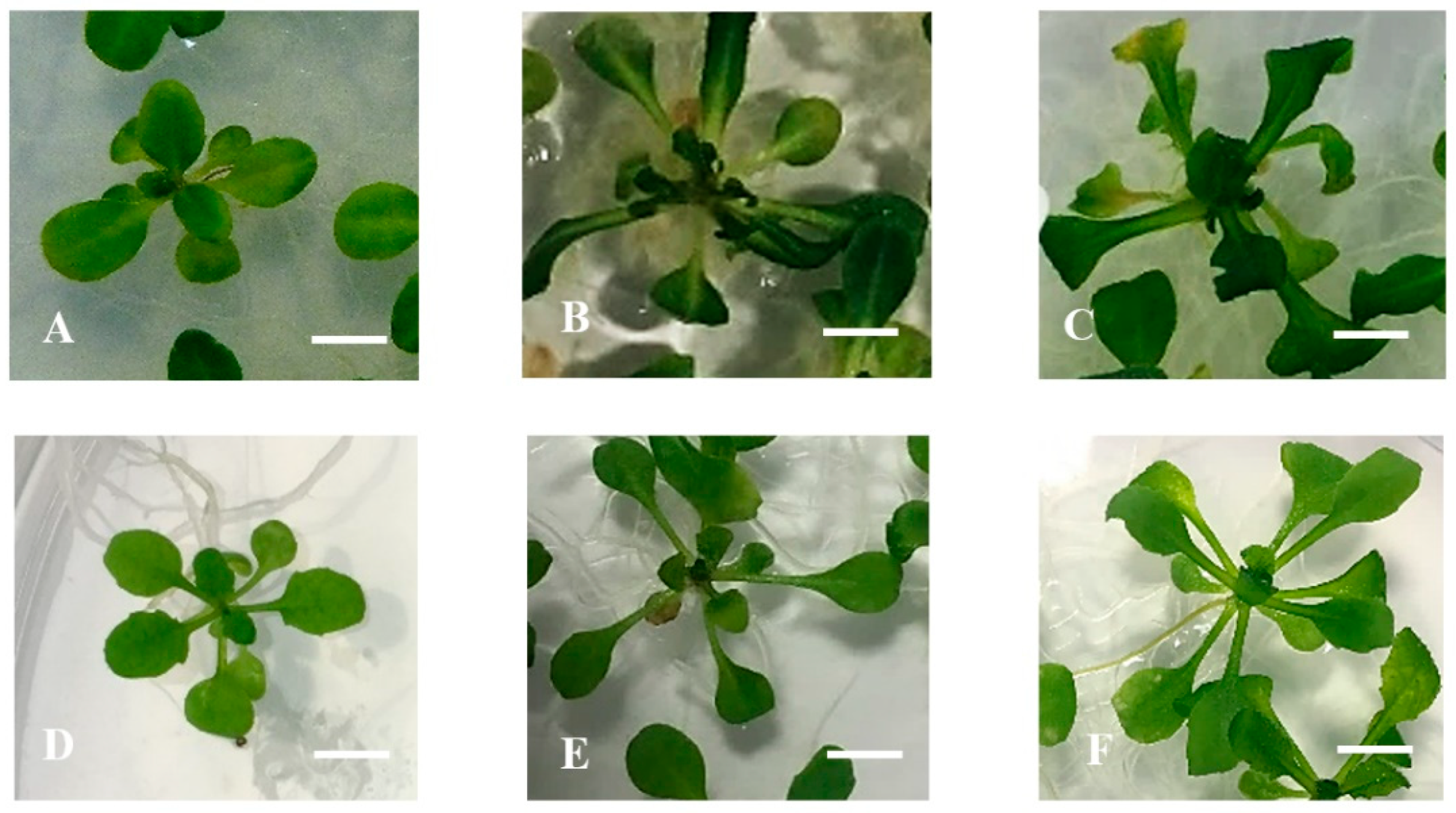 Plants 10 02625 g007 Plants 10 02625 g007