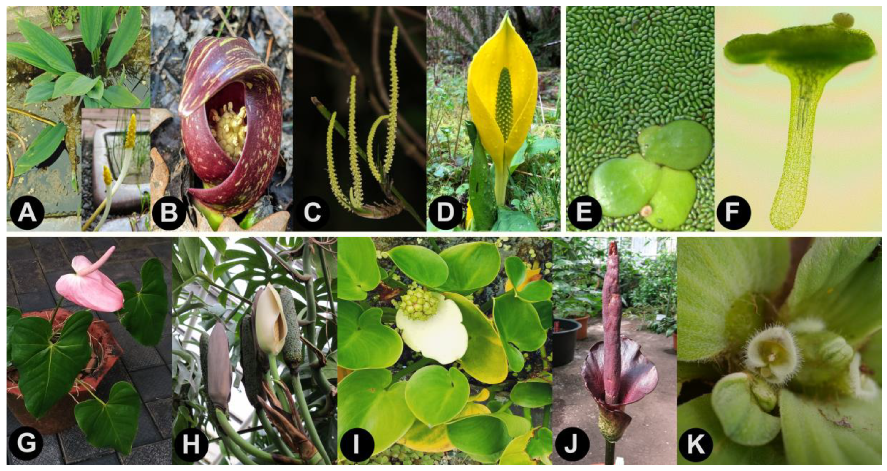 Plants 10 02639 g001 Plants 10 02639 g001