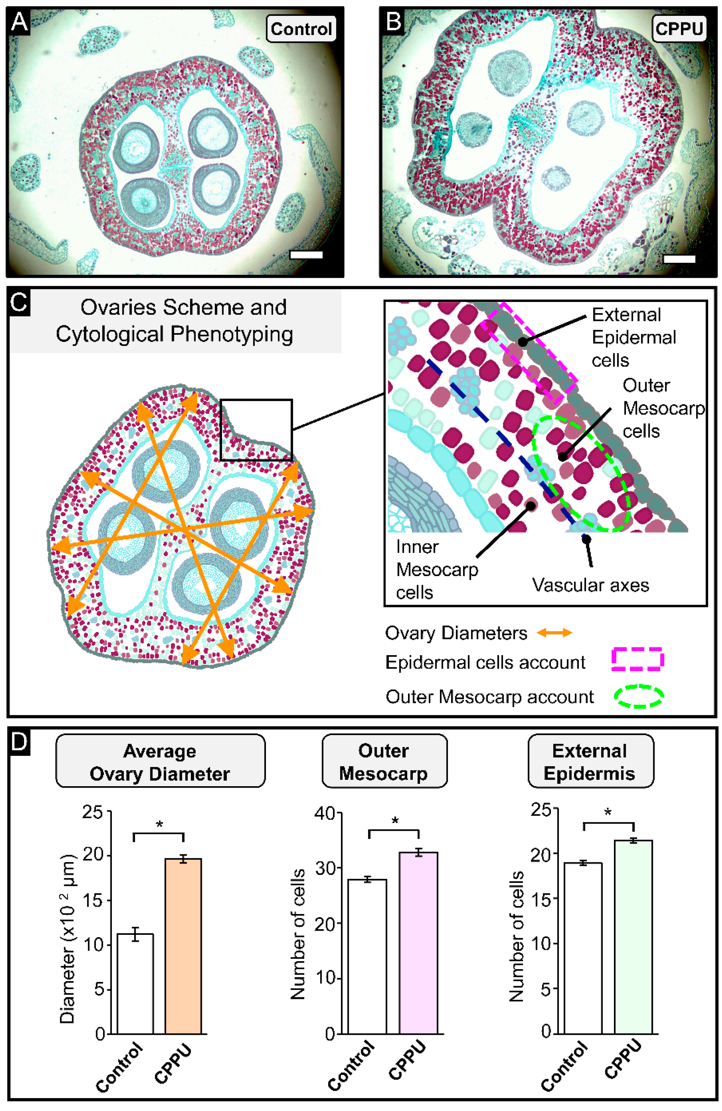 Plants 10 02642 g002