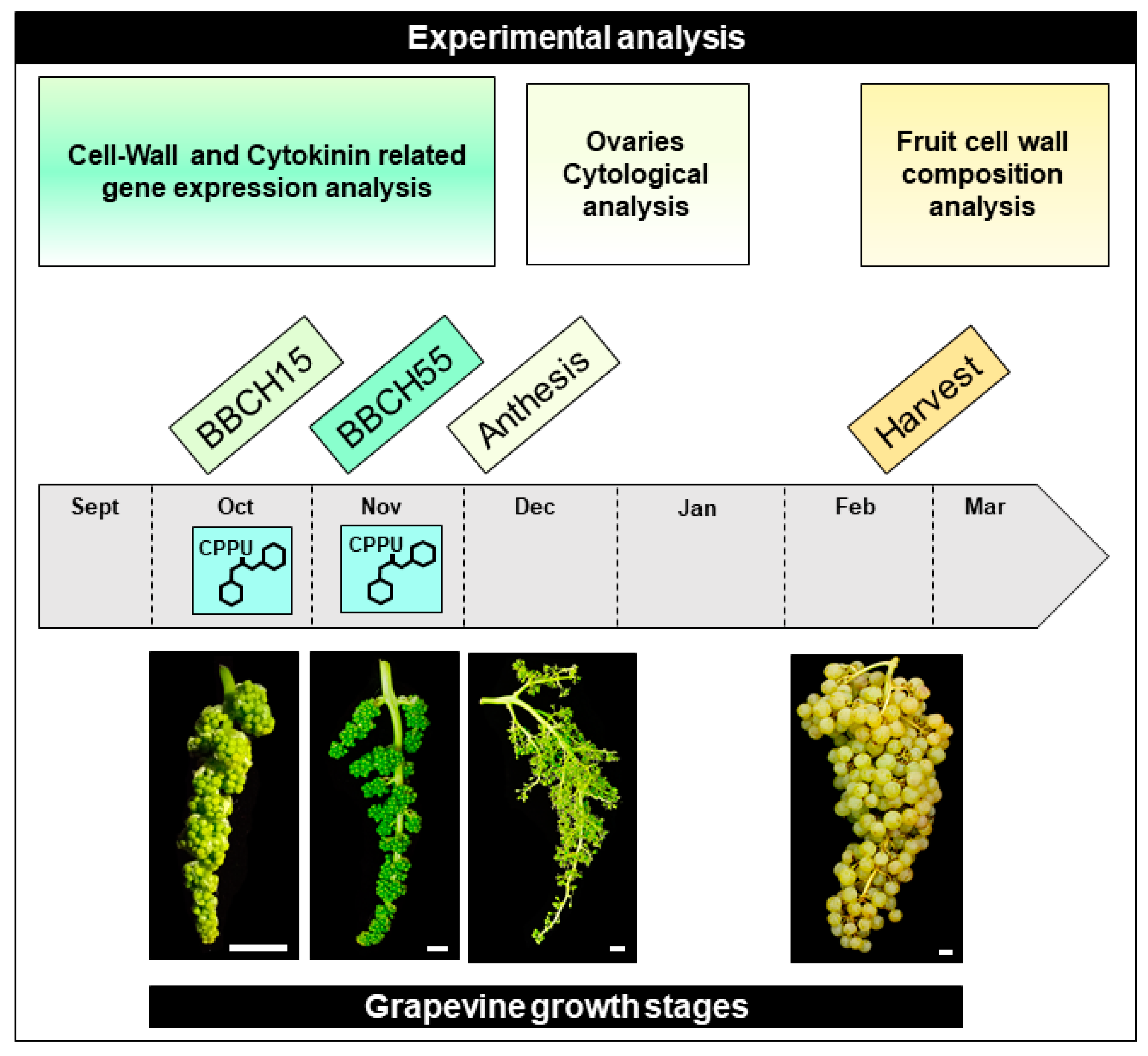 Plants 10 02642 g005