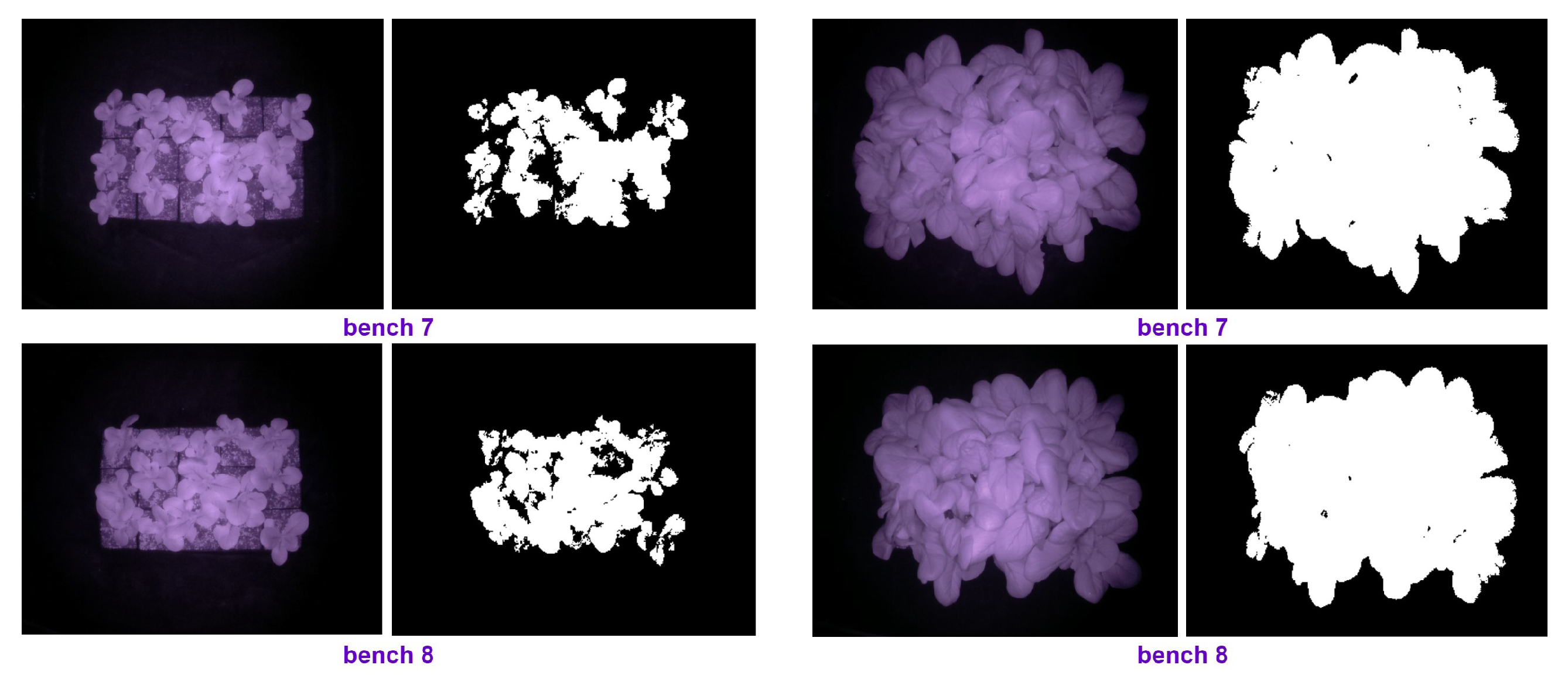 Plants 10 02652 g012 550