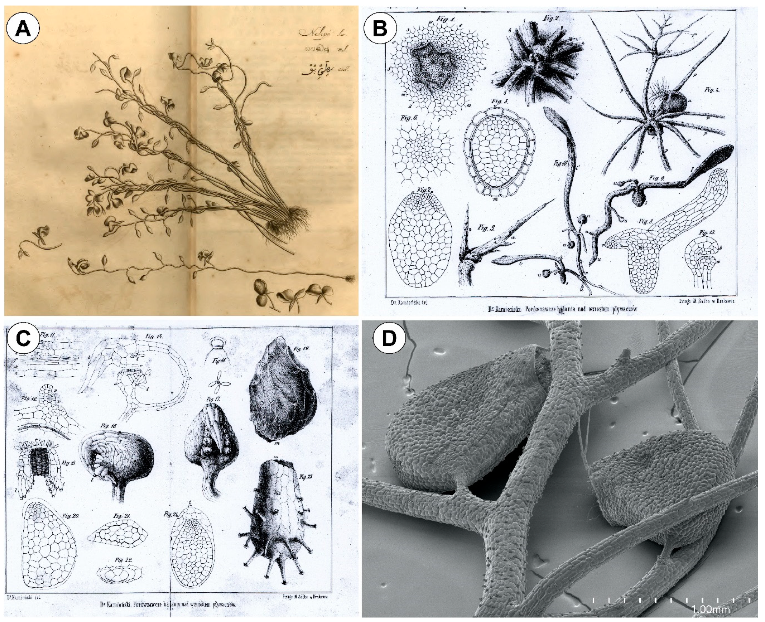 Bladderwort opens wide