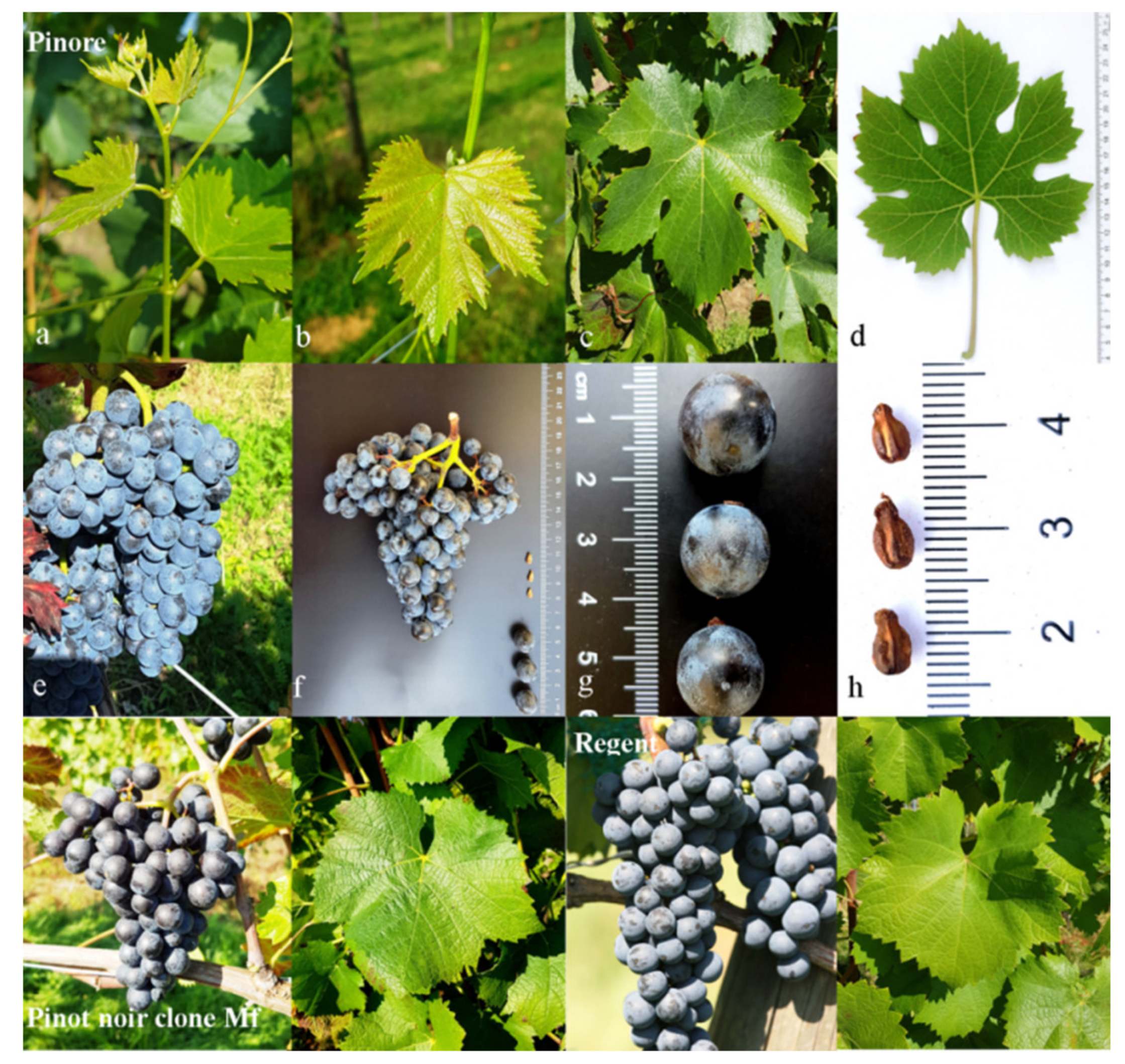 Plants 10 02666 g001