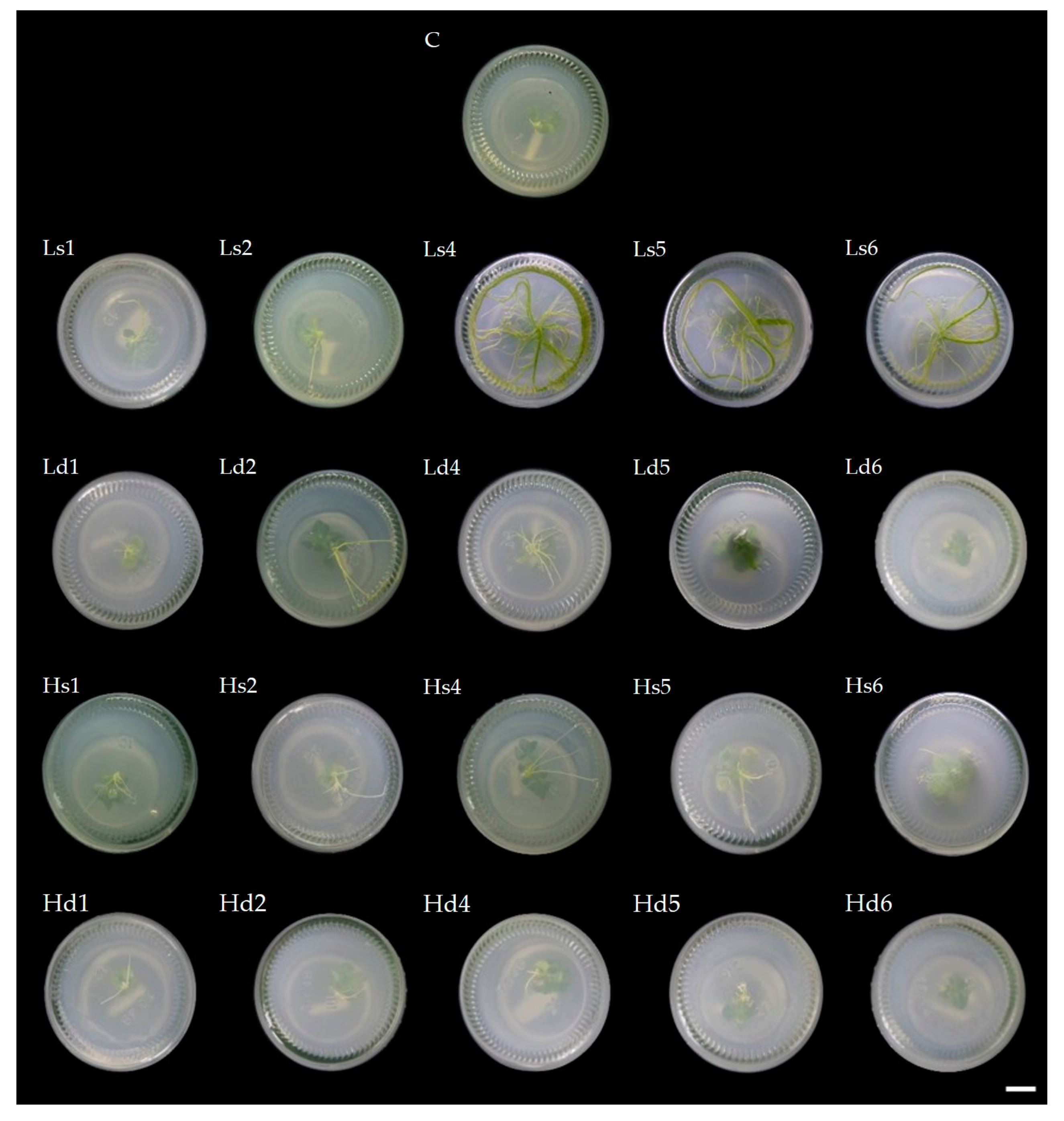 Plants 10 02671 g001