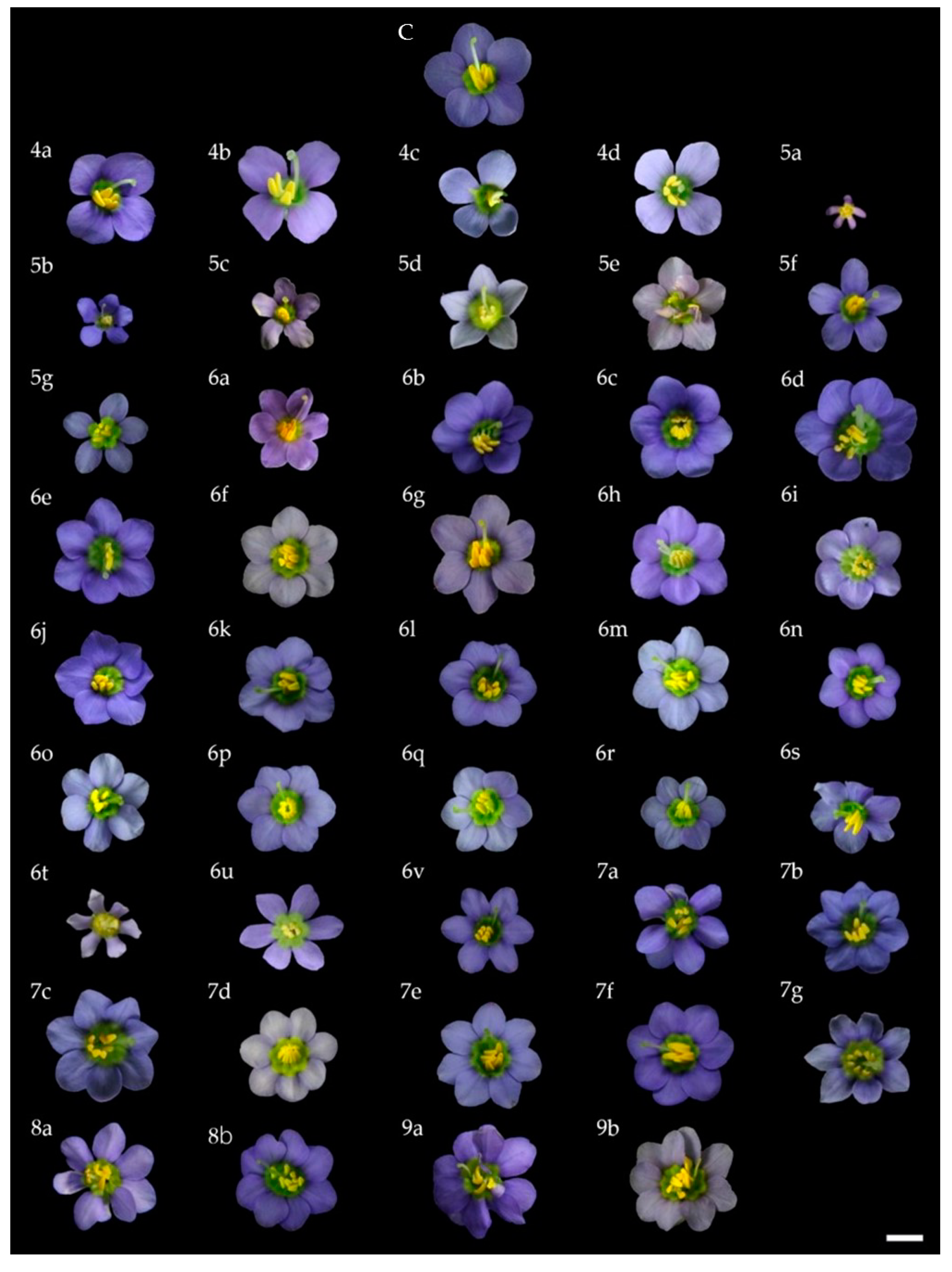 Plants 10 02671 g002