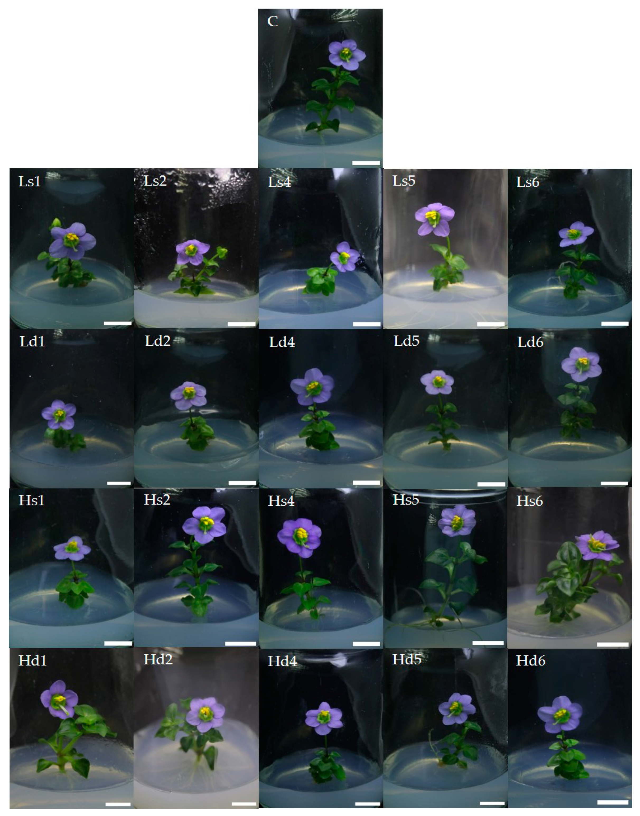 Plants 10 02671 g003