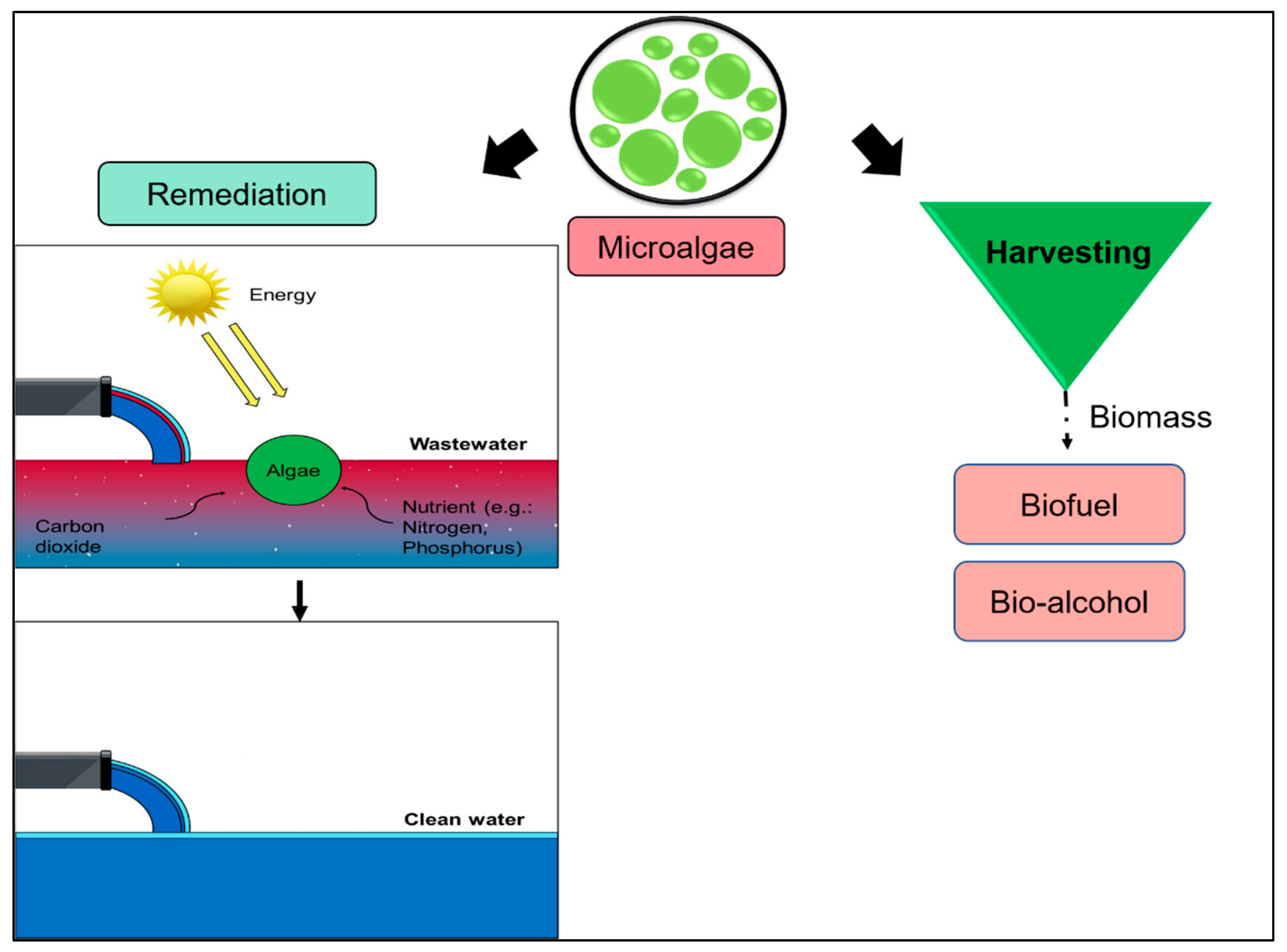 Plants 10 02677 g017