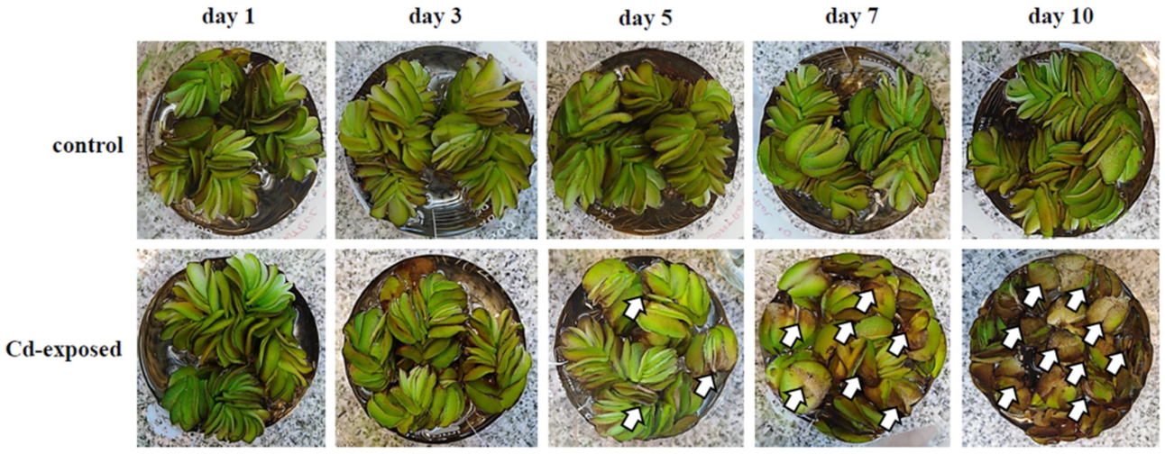 Plants 10 02679 g002 Plants 10 02679 g002