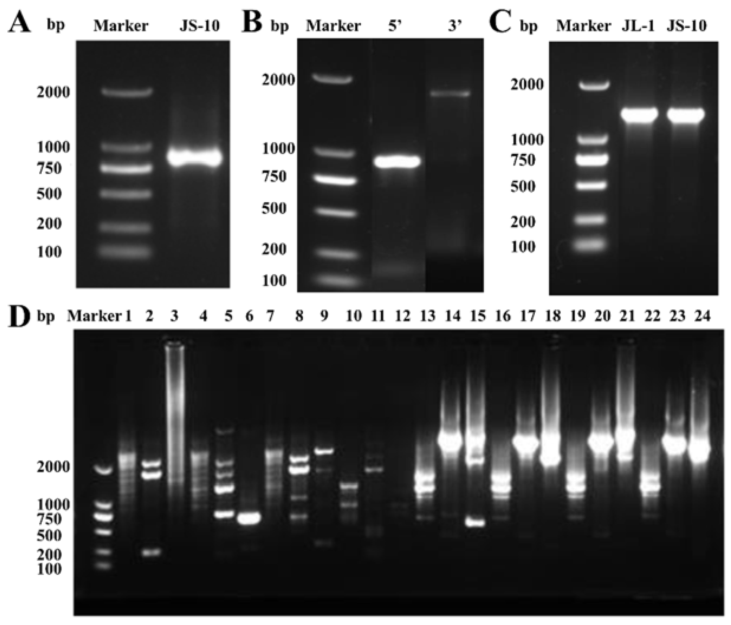 Plants 10 02685 g005 550