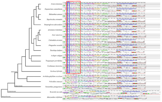 Plastome Diversity and Phylogenomic Relationships in Asteraceae