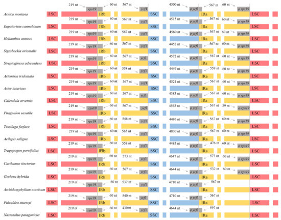 ＡＯＲ Ｓｅｌｅｃｔｅｄ　５００　ｔｉｔｌｅｓ　ｏｆ　ａｌ CNS806 - Muhammad Ali - 