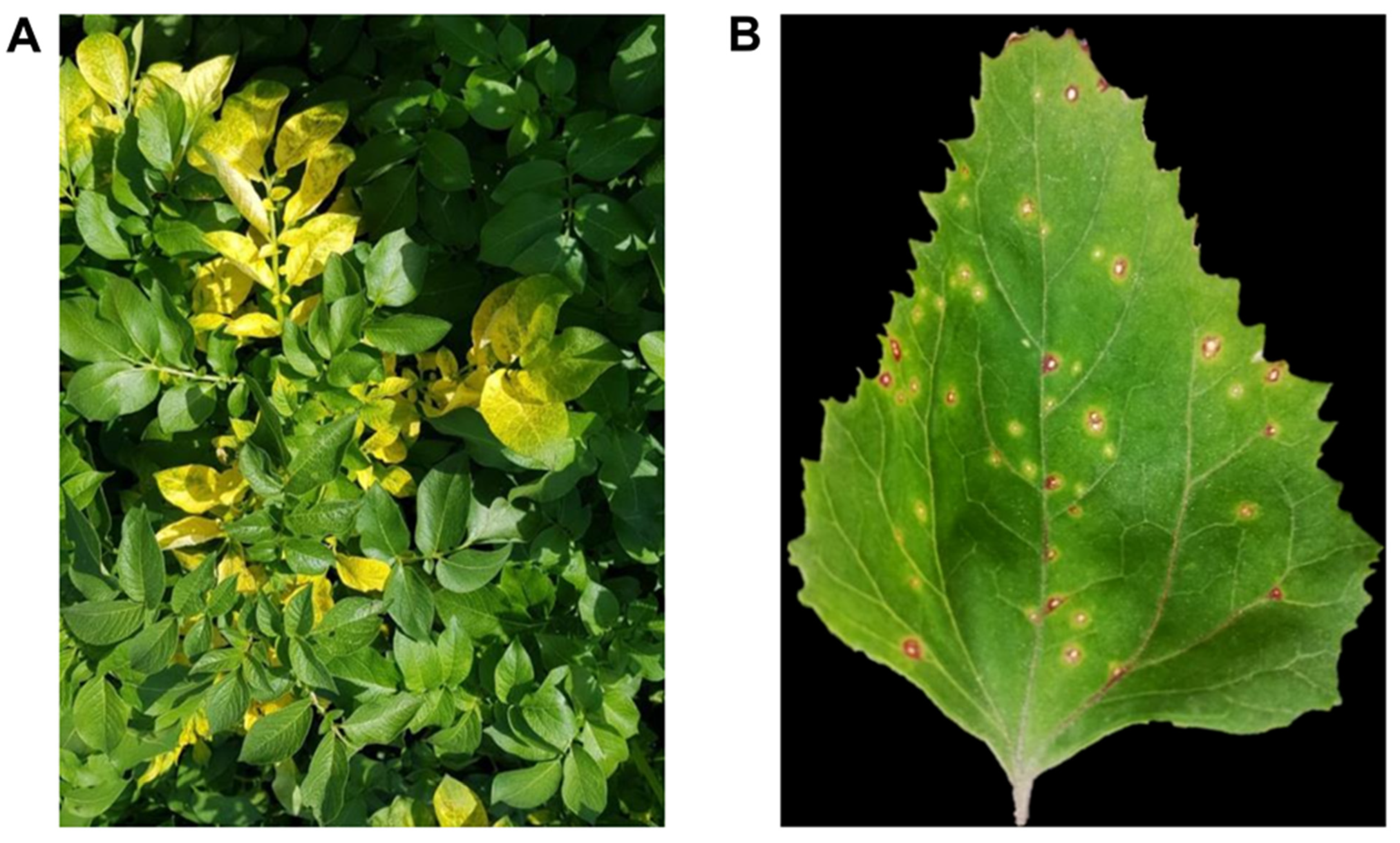 Plants 10 02701 g002