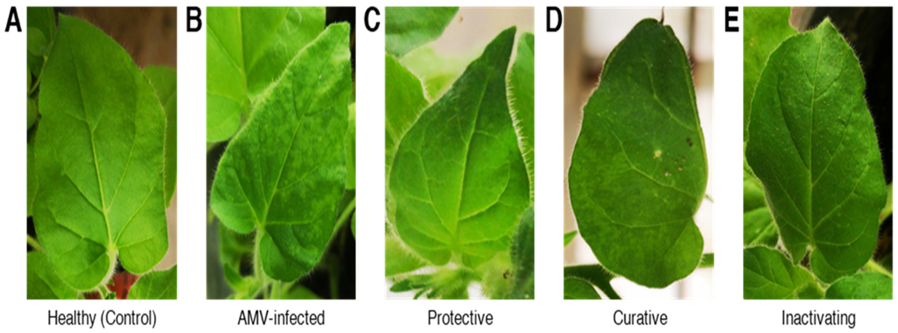 Plants 10 02701 g004