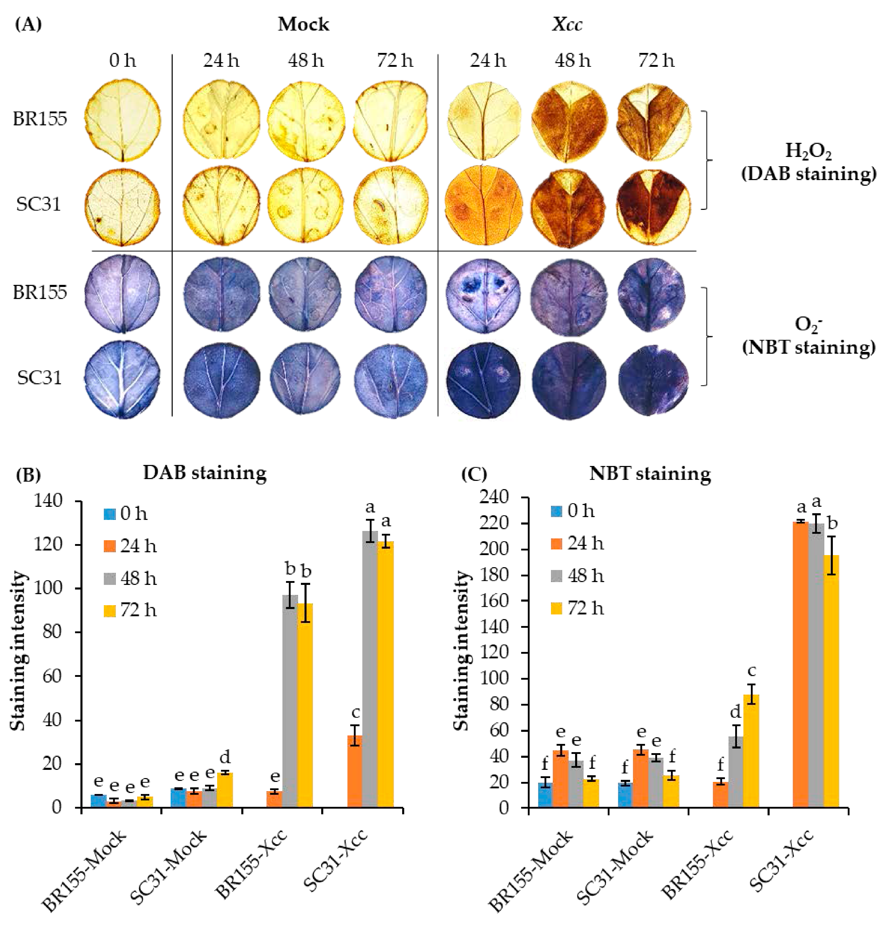 Plants 10 02705 g003