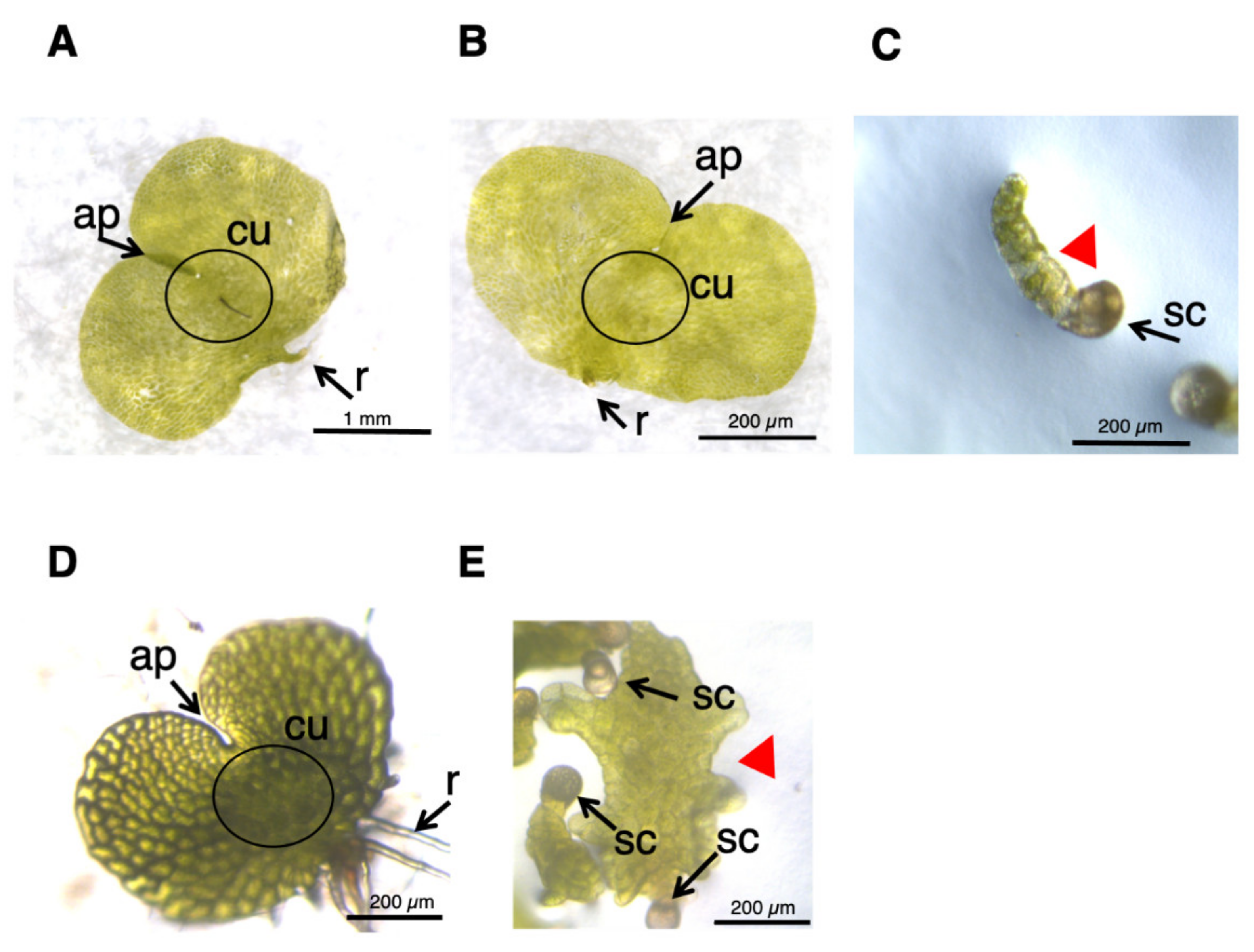 Plants 10 02709 g005 Plants 10 02709 g005