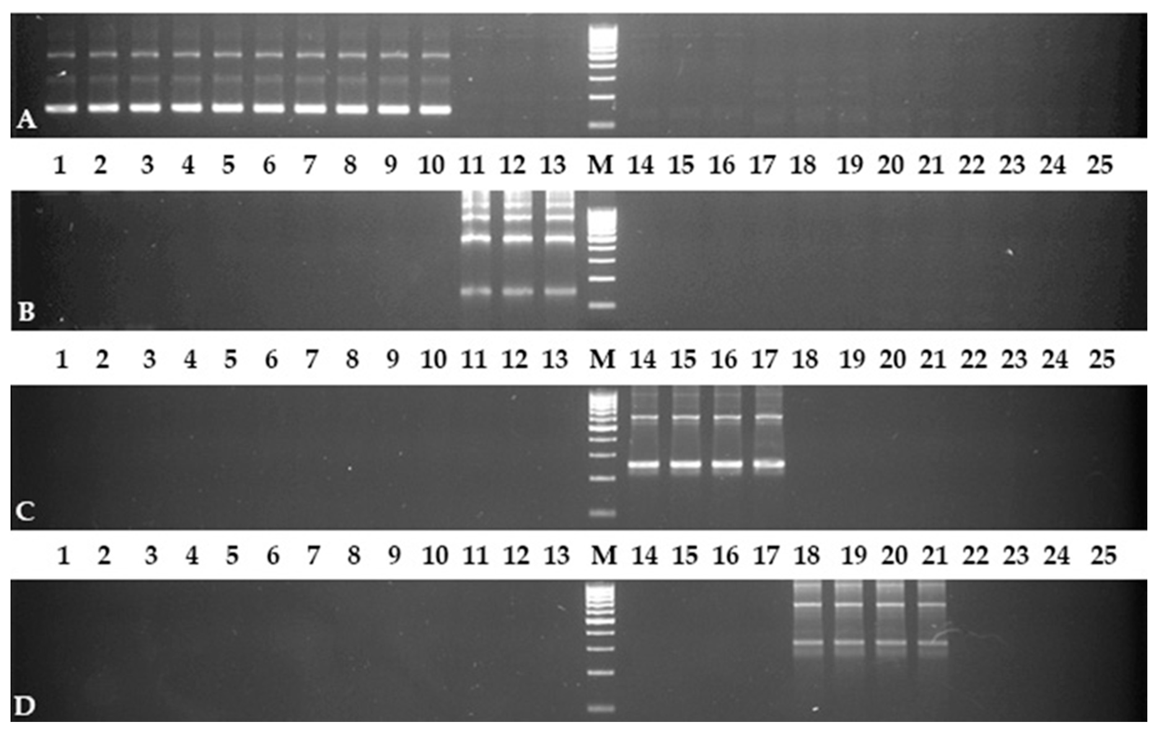 Plants 10 02713 g001 Plants 10 02713 g001