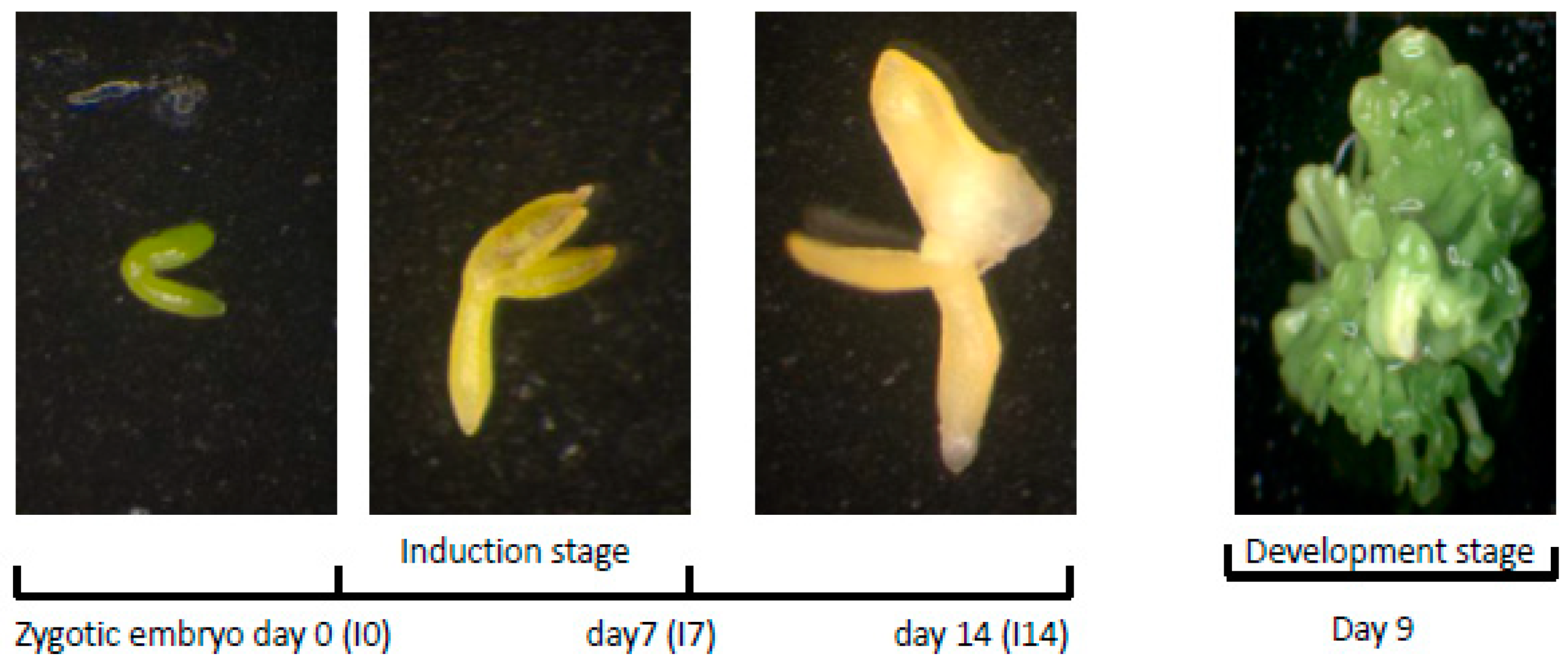 Plants 10 02720 g001 550