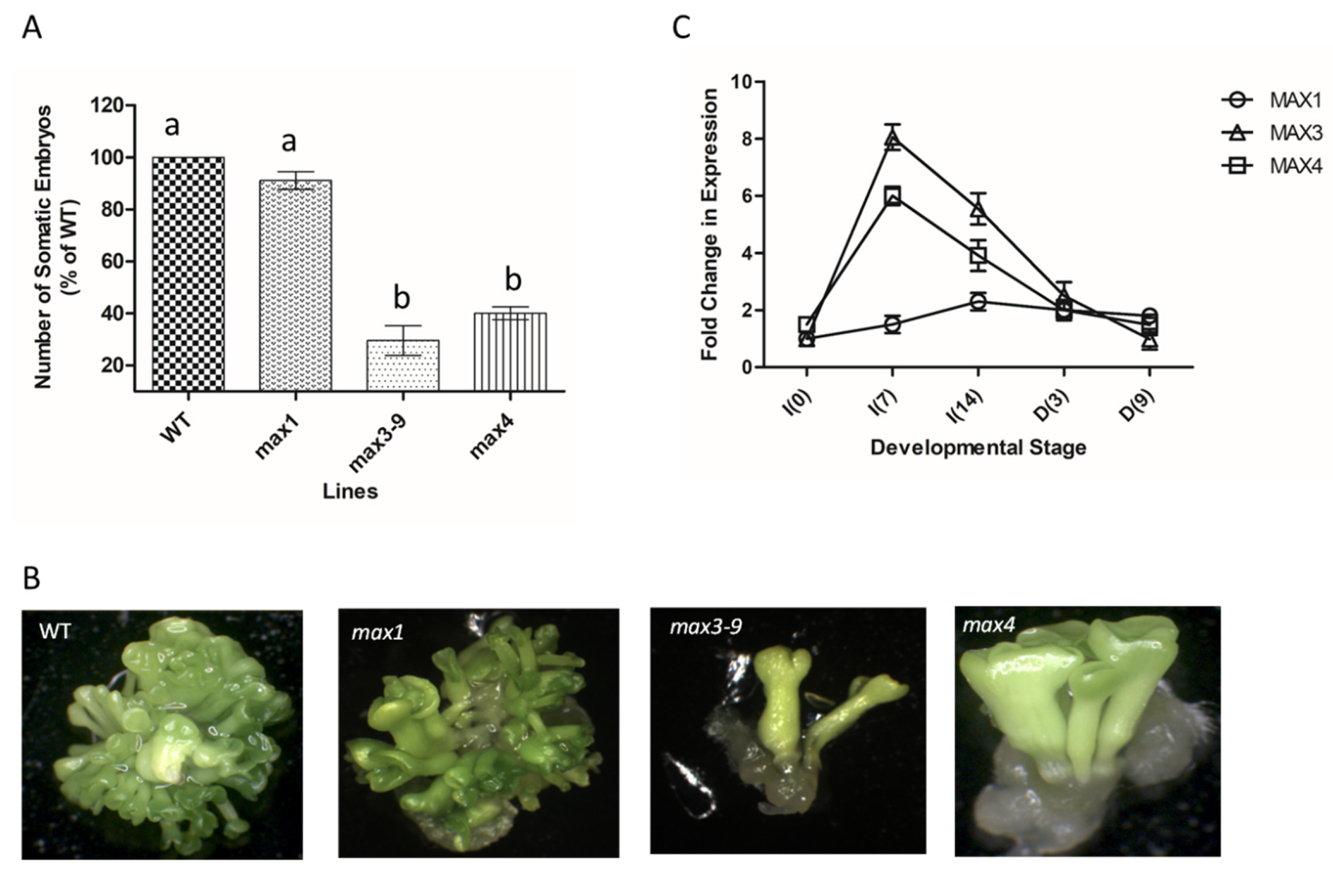 Plants 10 02720 g002 550