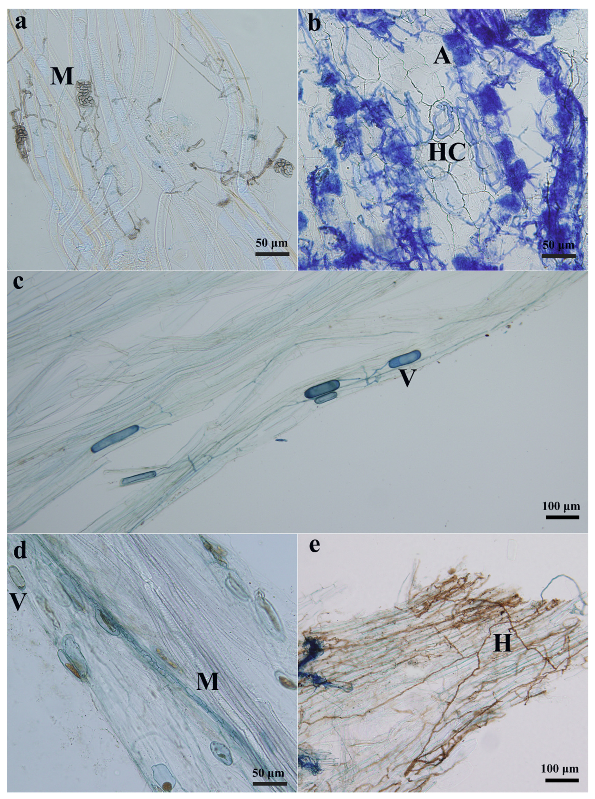 Plants 10 02731 g001