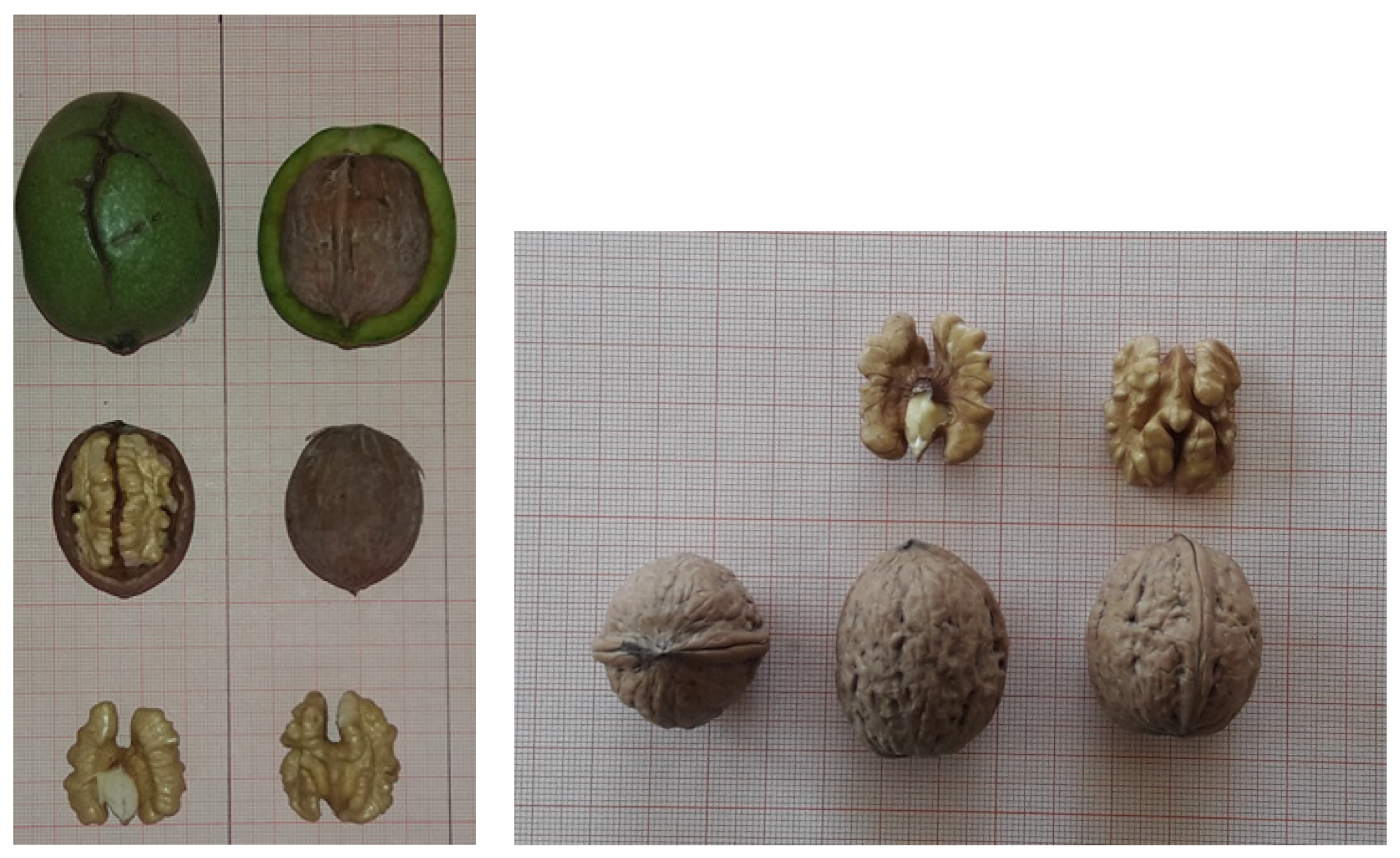 Plants 10 02738 g002