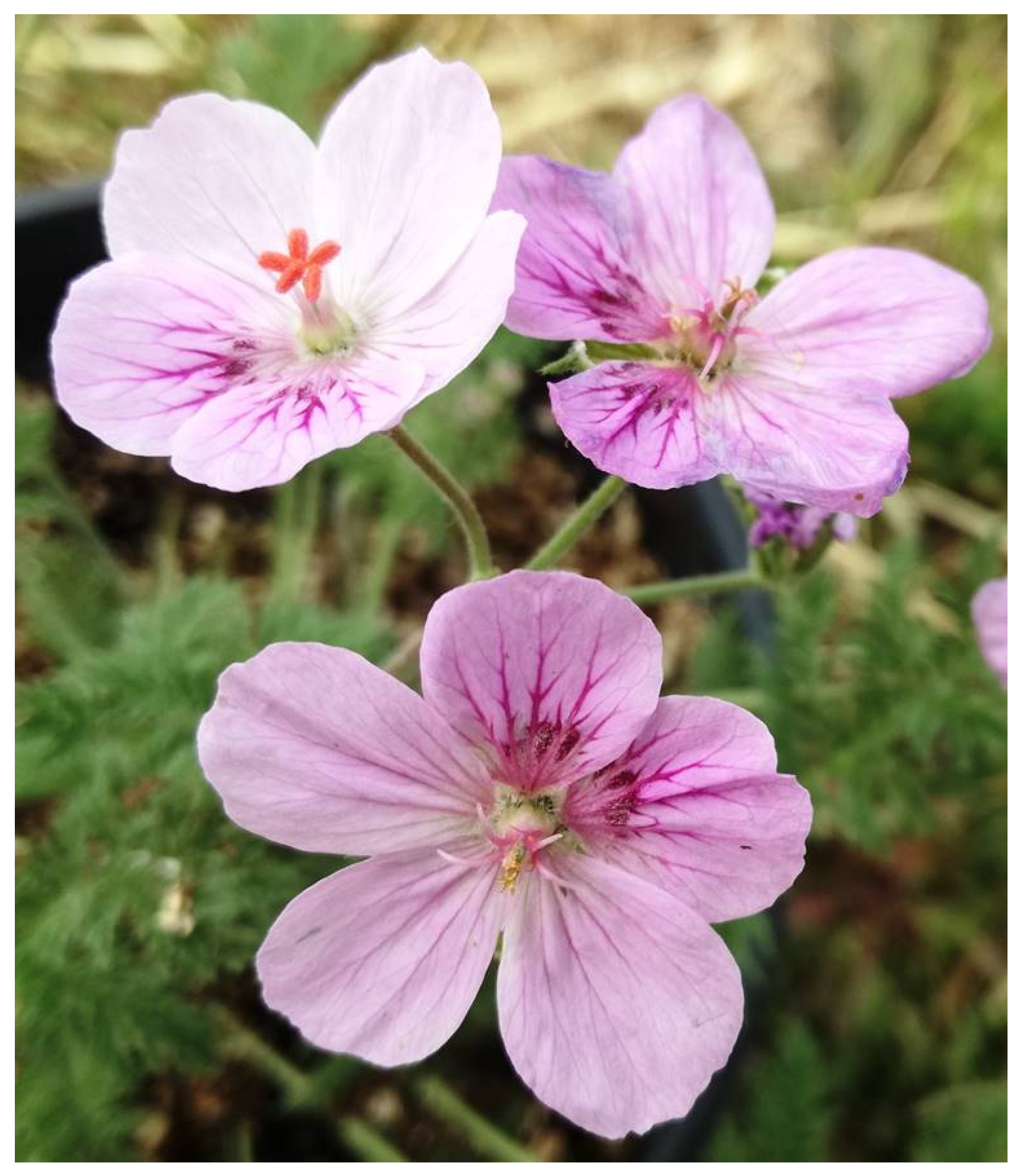 Plants 10 02750 g001