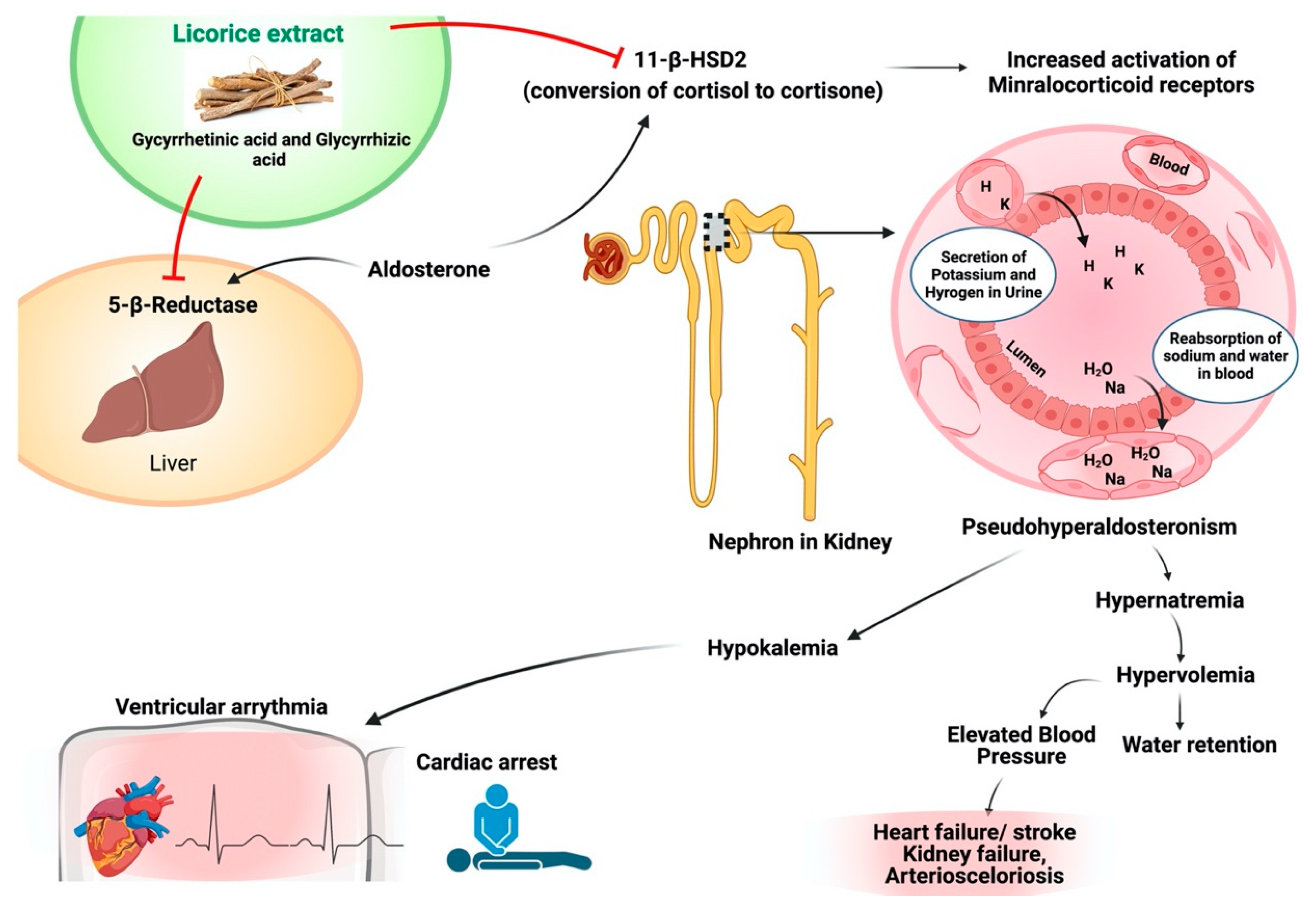 Plants Free FullText Glycyrrhiza glabra (Licorice) A