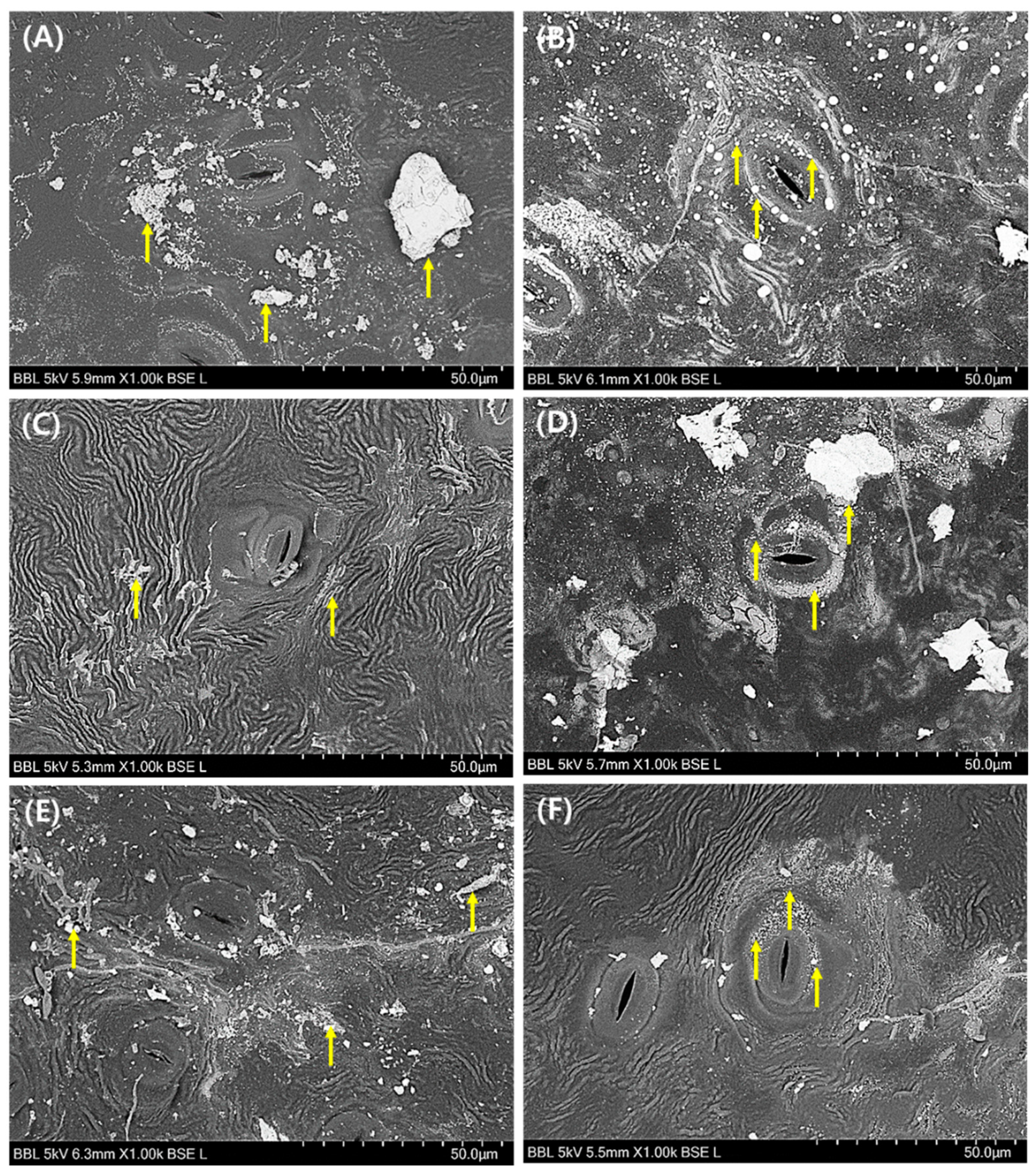 Plants 10 02761 g003