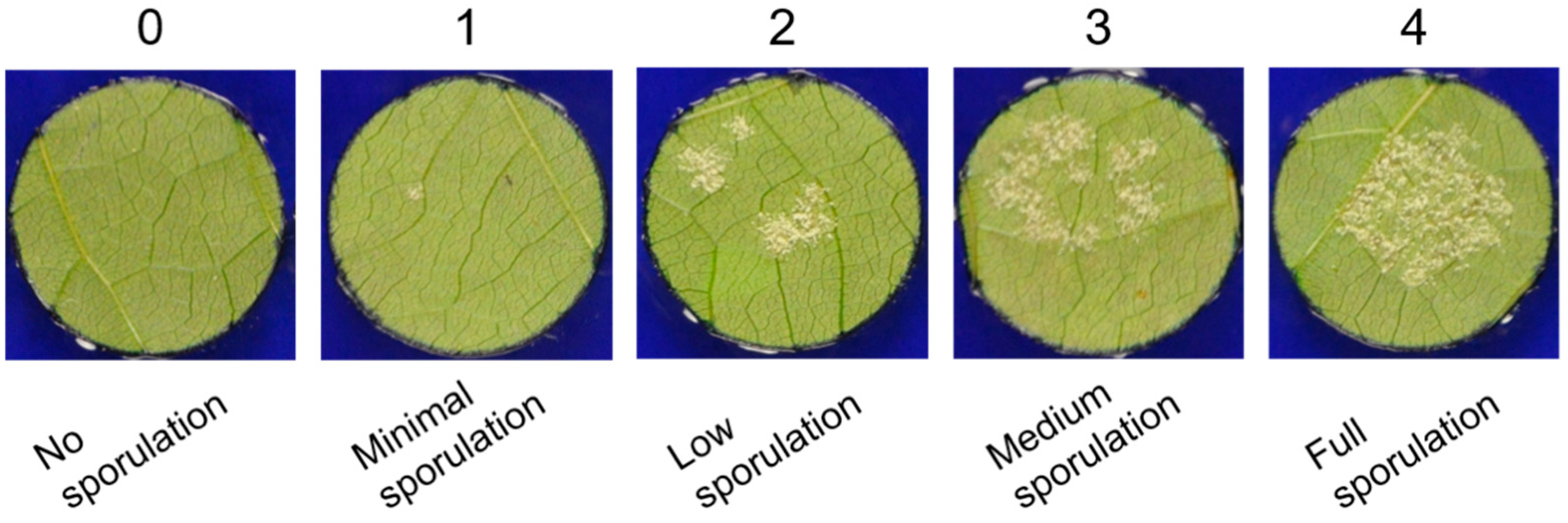 Plants 10 02765 g006